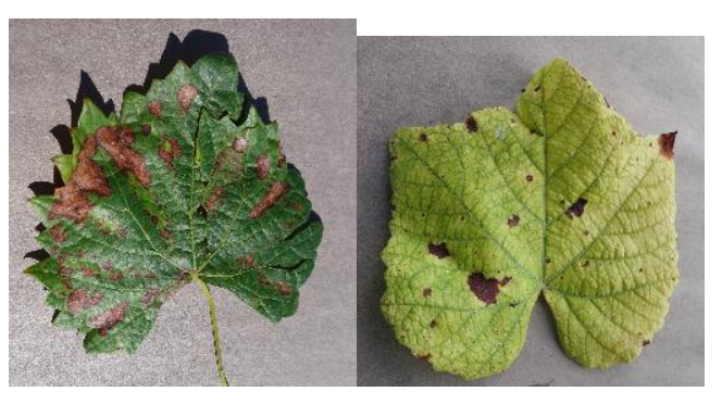 image-20211204121928209