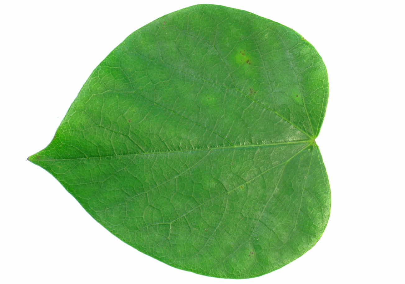 image-20211205121550250