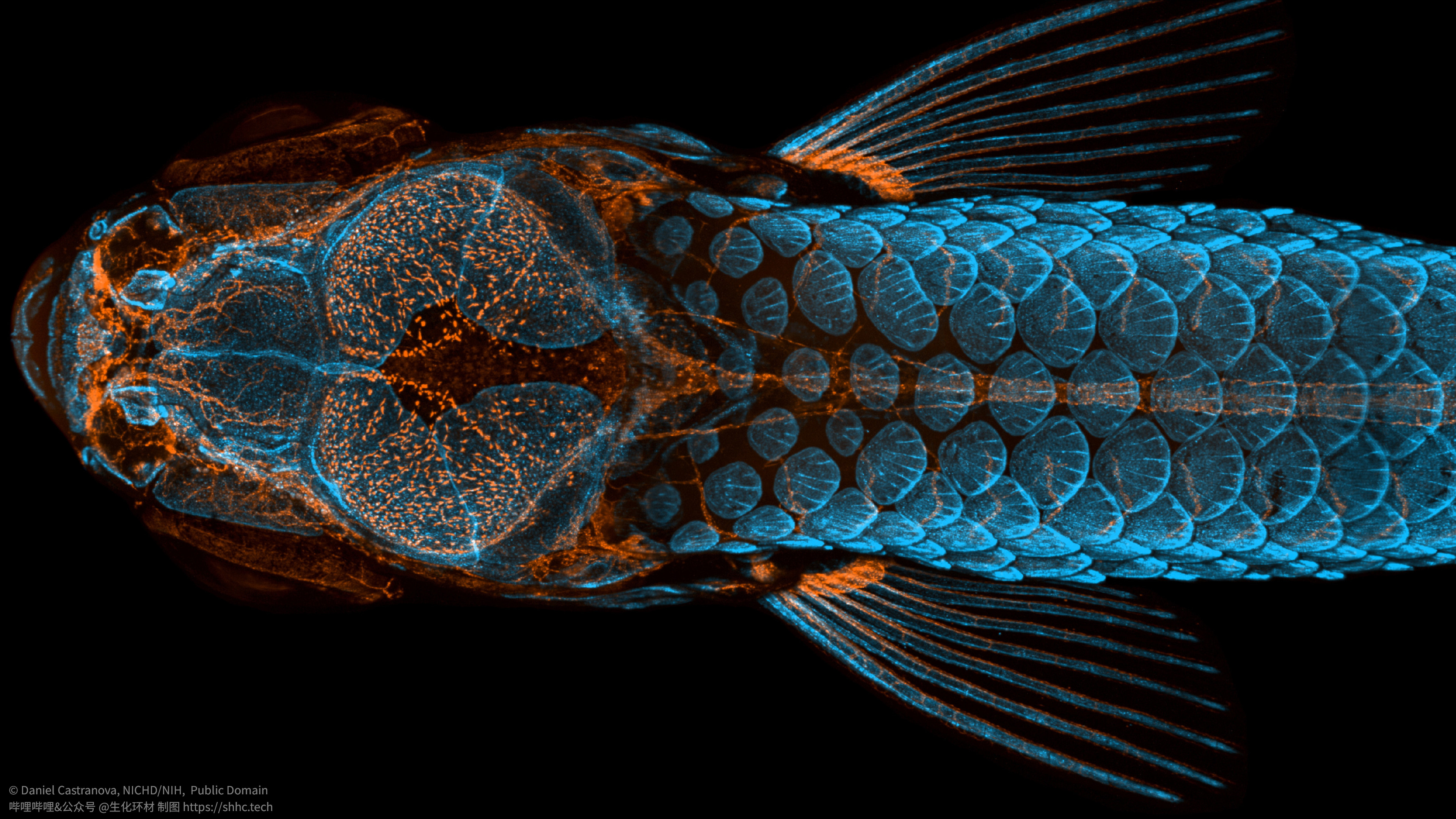 每周科学图片·第1期：共聚焦显微镜下的斑马鱼