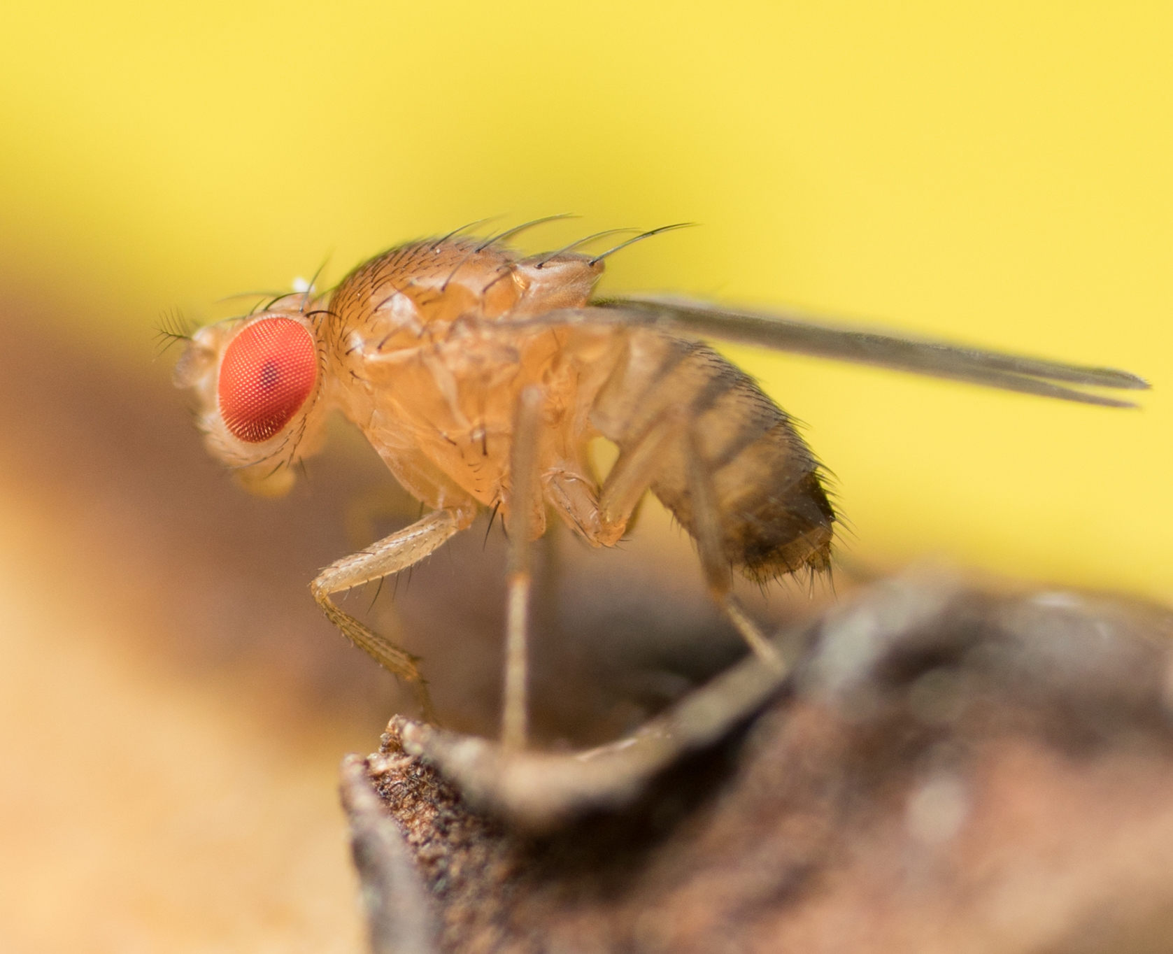 每周科学图片·第3期：「抖擞精神」的黑腹果蝇