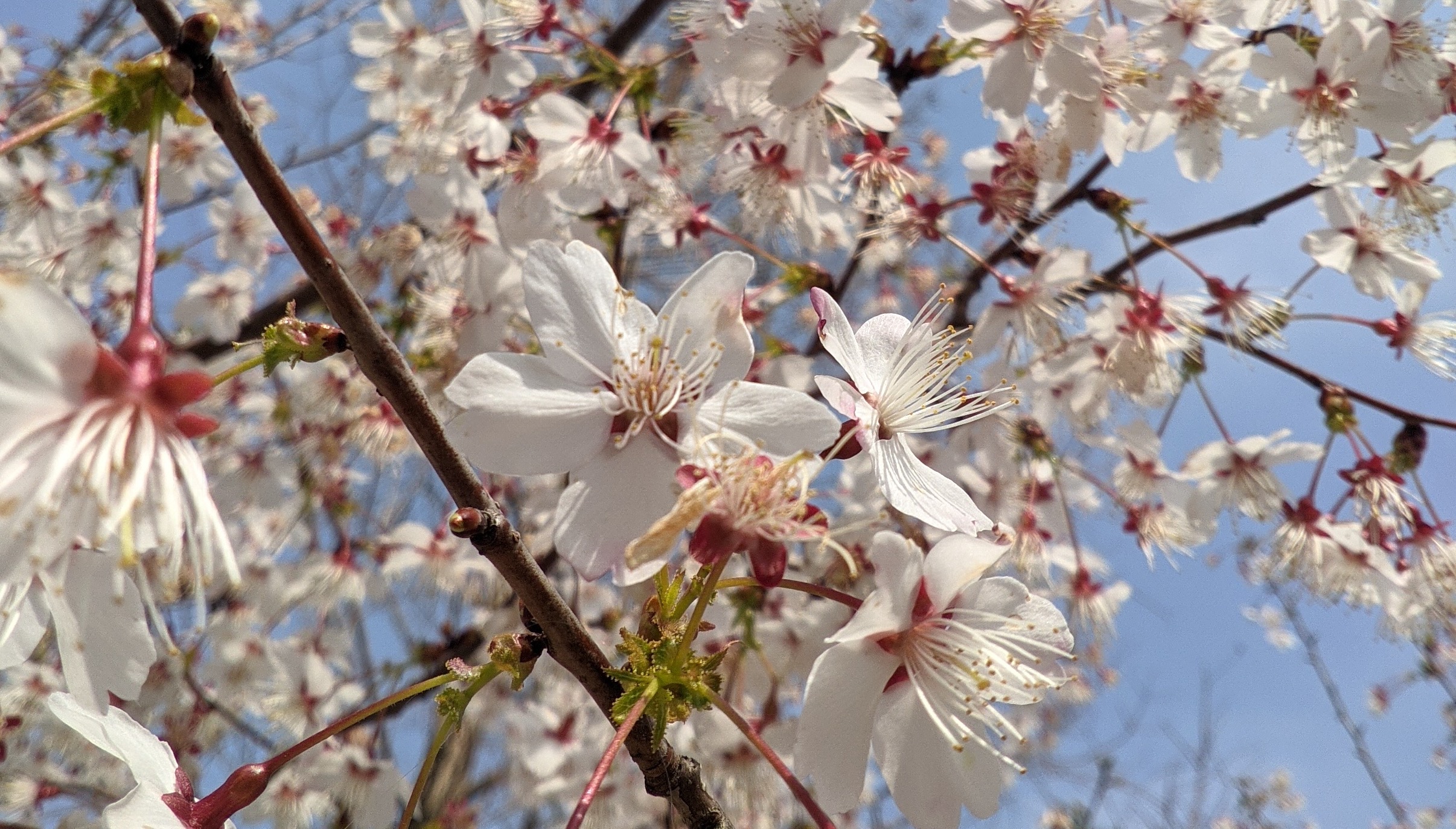 【影集】2022 早春（多图警告）