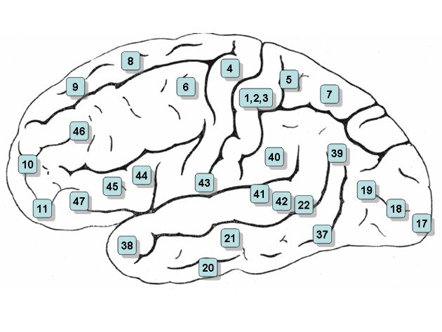大脑半球外侧面的布罗德曼分区（左脑）