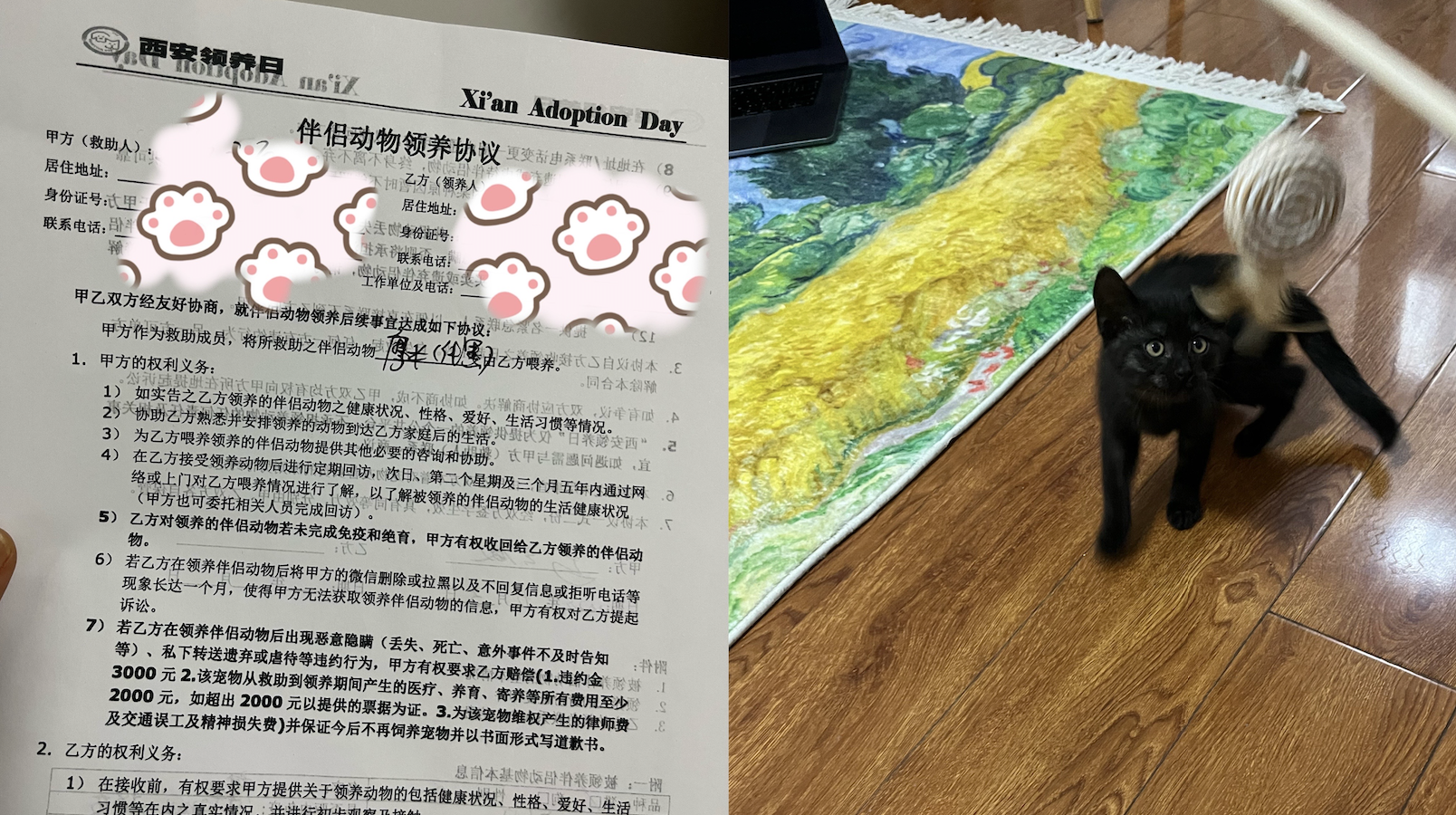 真猫比照片好看!