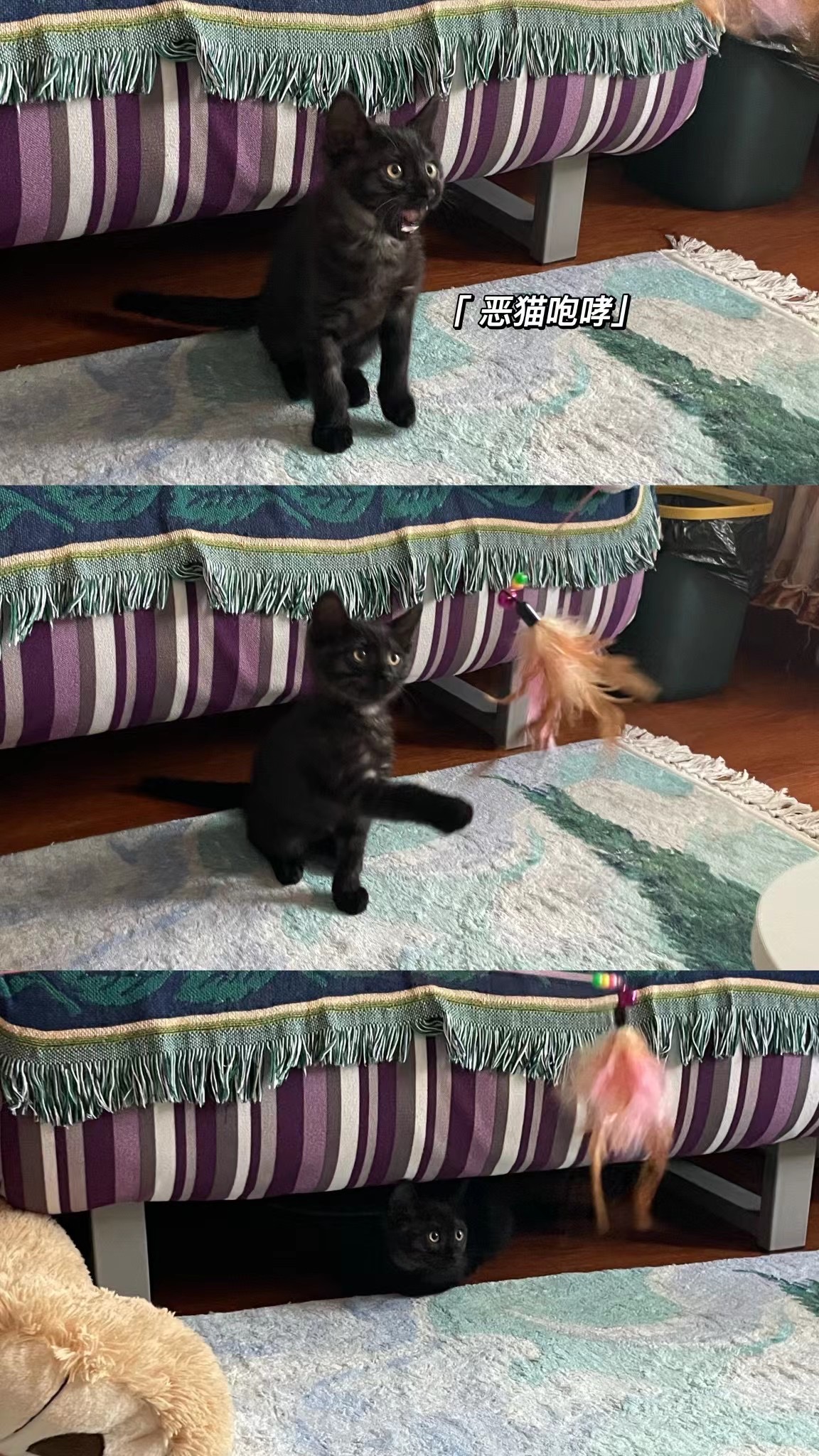 朋友来家里做客时恶猫咆哮的吉吉