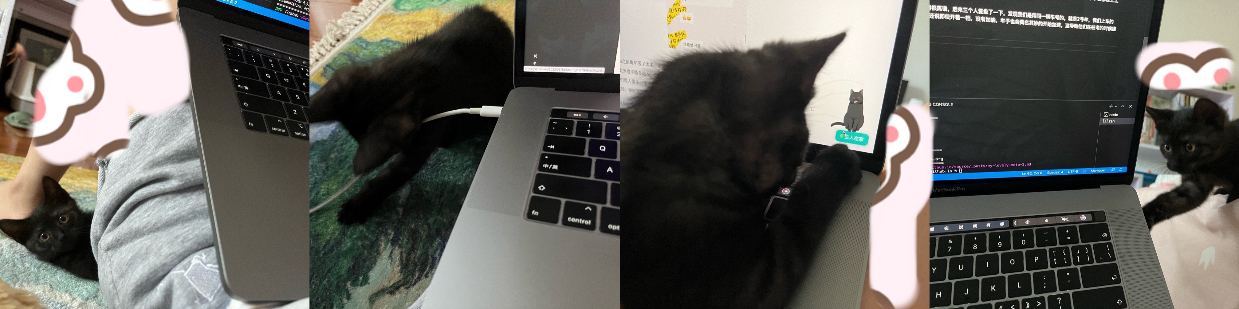 在我写博客的时候捣乱的吉吉(和博客黑猫的梦幻联动)