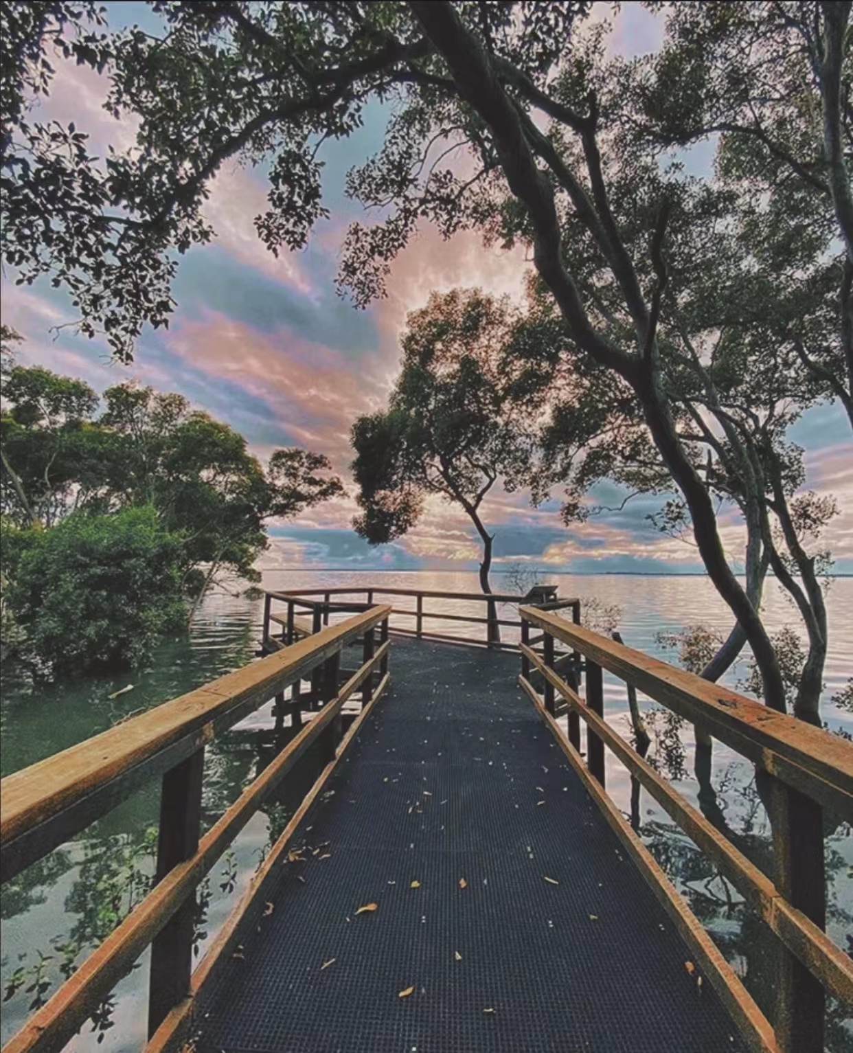 mangrove-boardwalk2