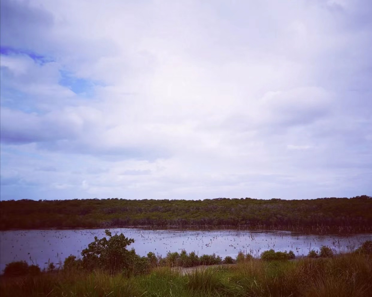 mangrove-boardwalk6