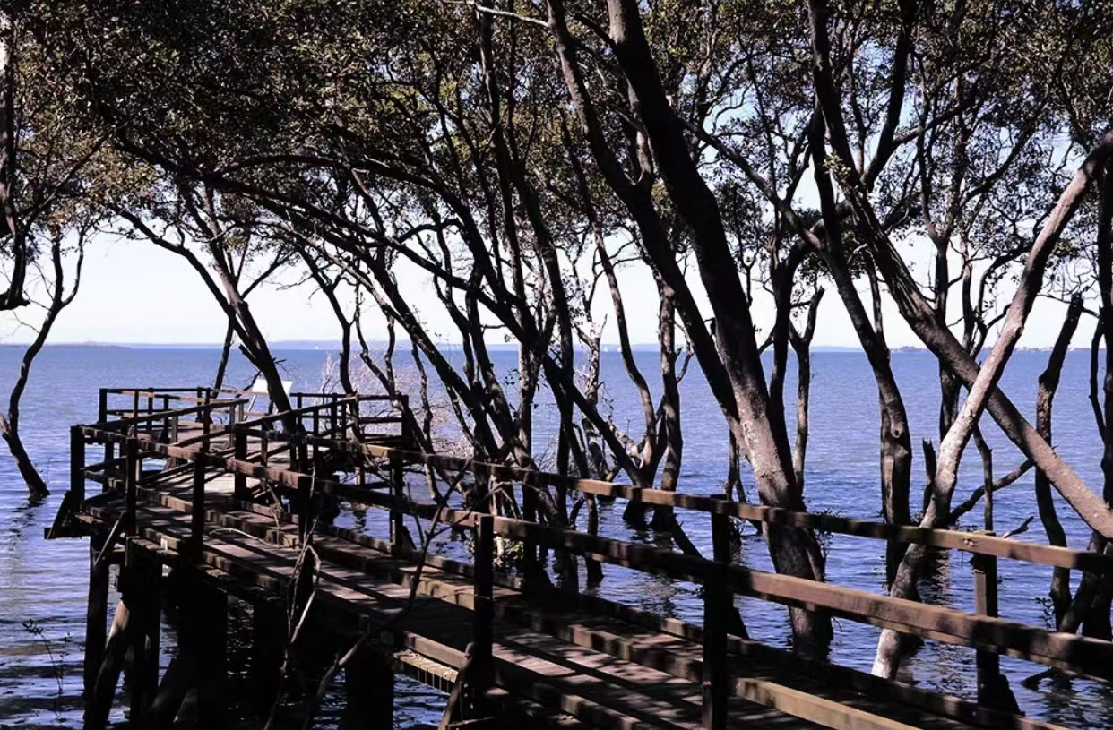 mangrove-boardwalk3