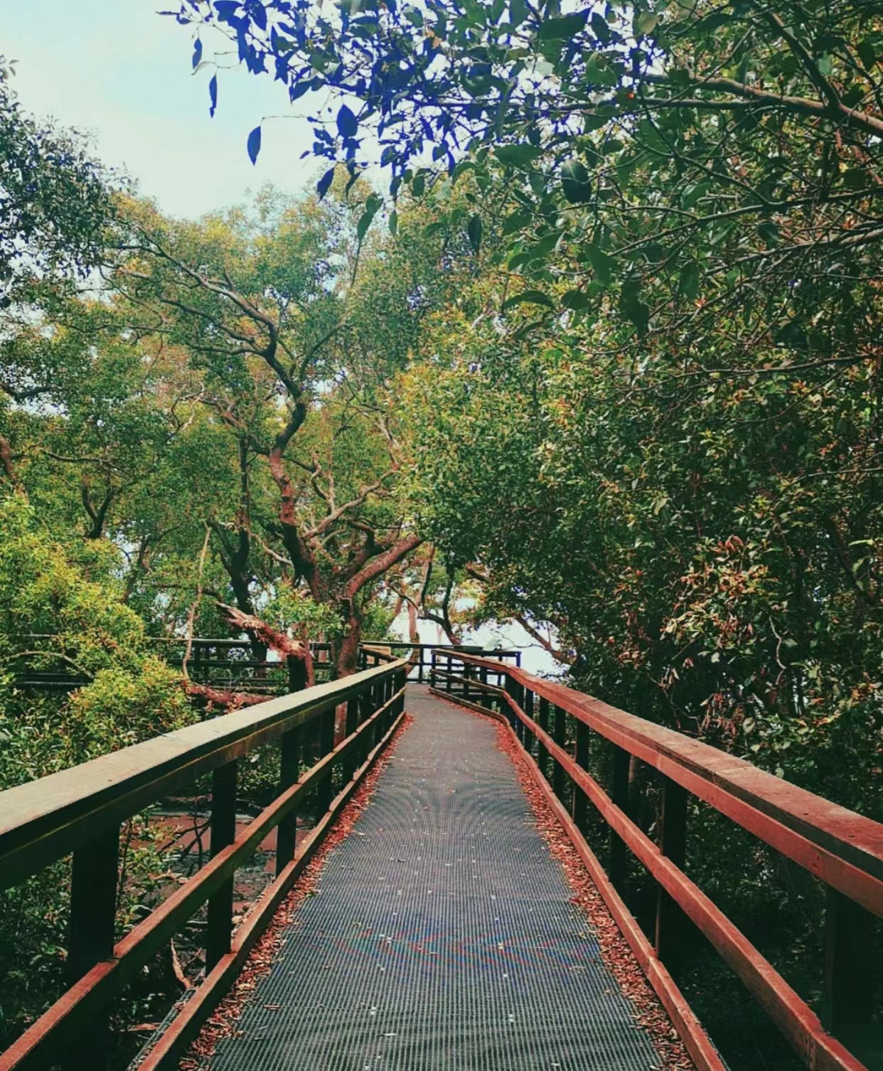 mangrove-boardwalk4