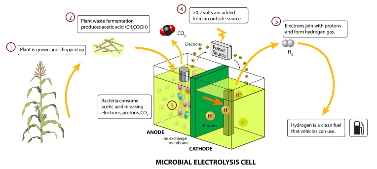 生物能电池原理Zina Deretsky, National Science Foundation (NSF), User:KVDP - http://images.dailytech.com/nimage/6590_large_biohydrogen_h.jpgA schematic of a microbial electrolysis cell (MFC). Instructions on making a MFC can be found at http://www.engr.psu.edu/ce/enve/logan/bioenergy/mfc_make_cell.htm