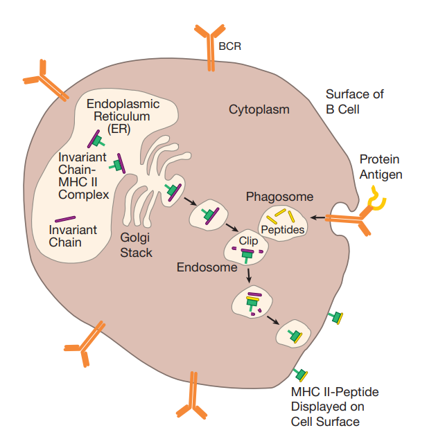 B_Cell_Presentation.png