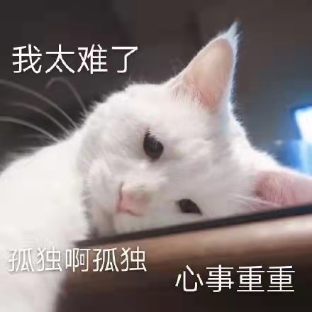 【可爱猫猫】猫猫合集（持续更新中...）