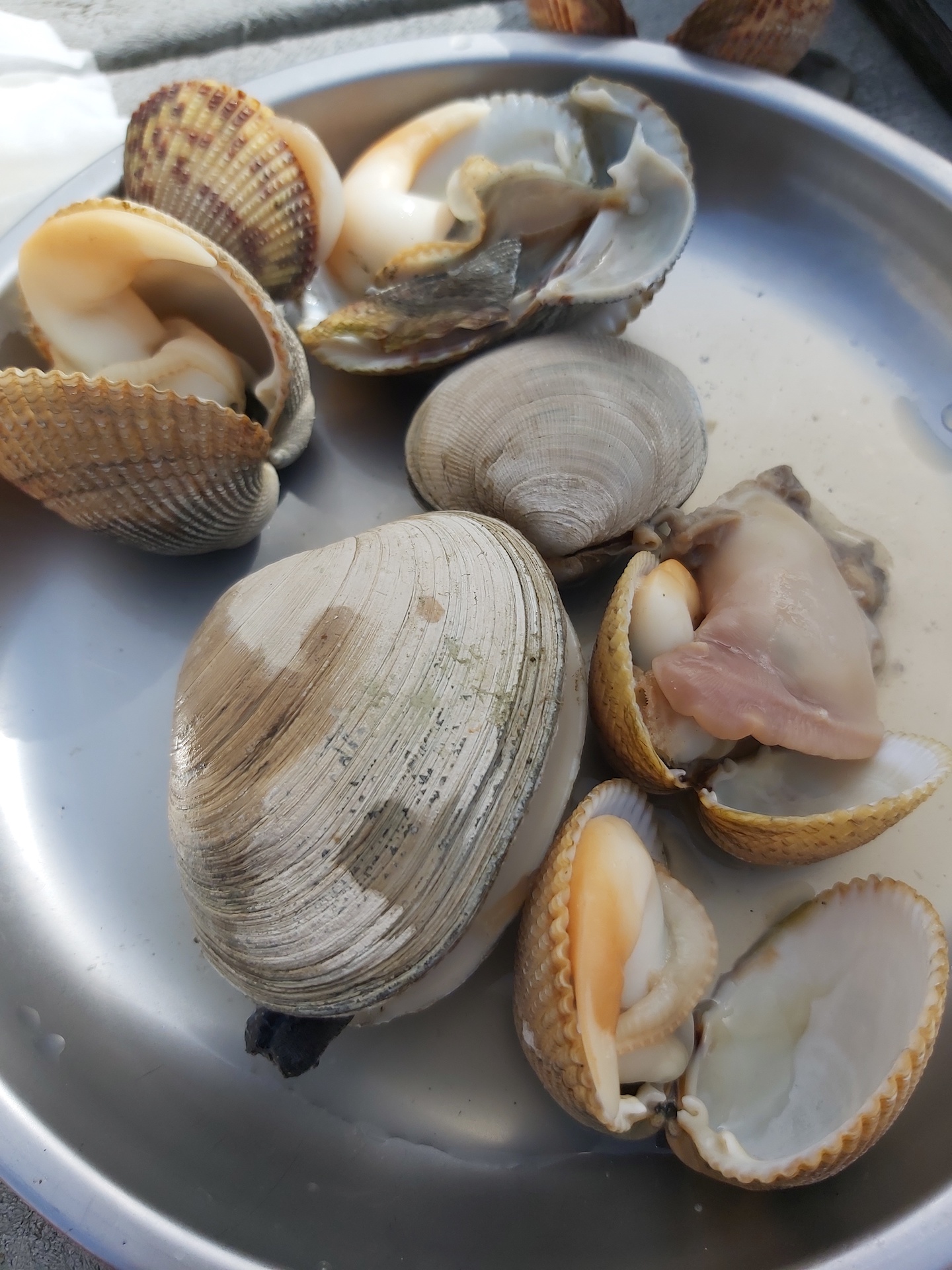 2022-08-31-BirchBay-clams.jpeg