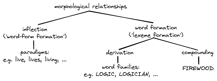morphological relationships