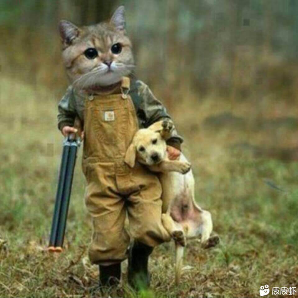 武装猫抓狗 武装猫抓狗