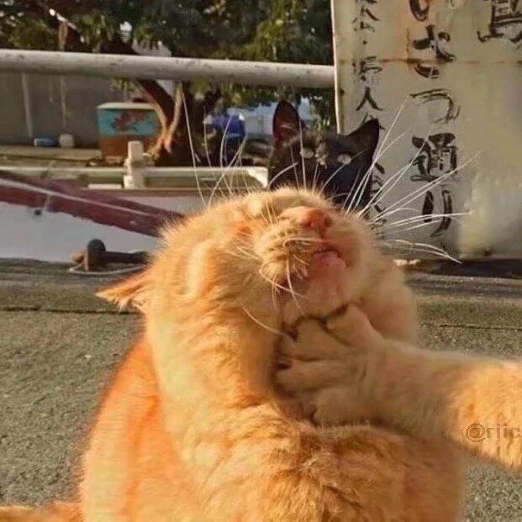 猫咪情头 猫咪情头