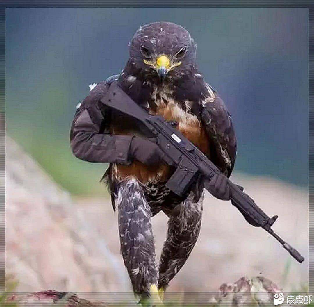 武装鹰 武装鹰
