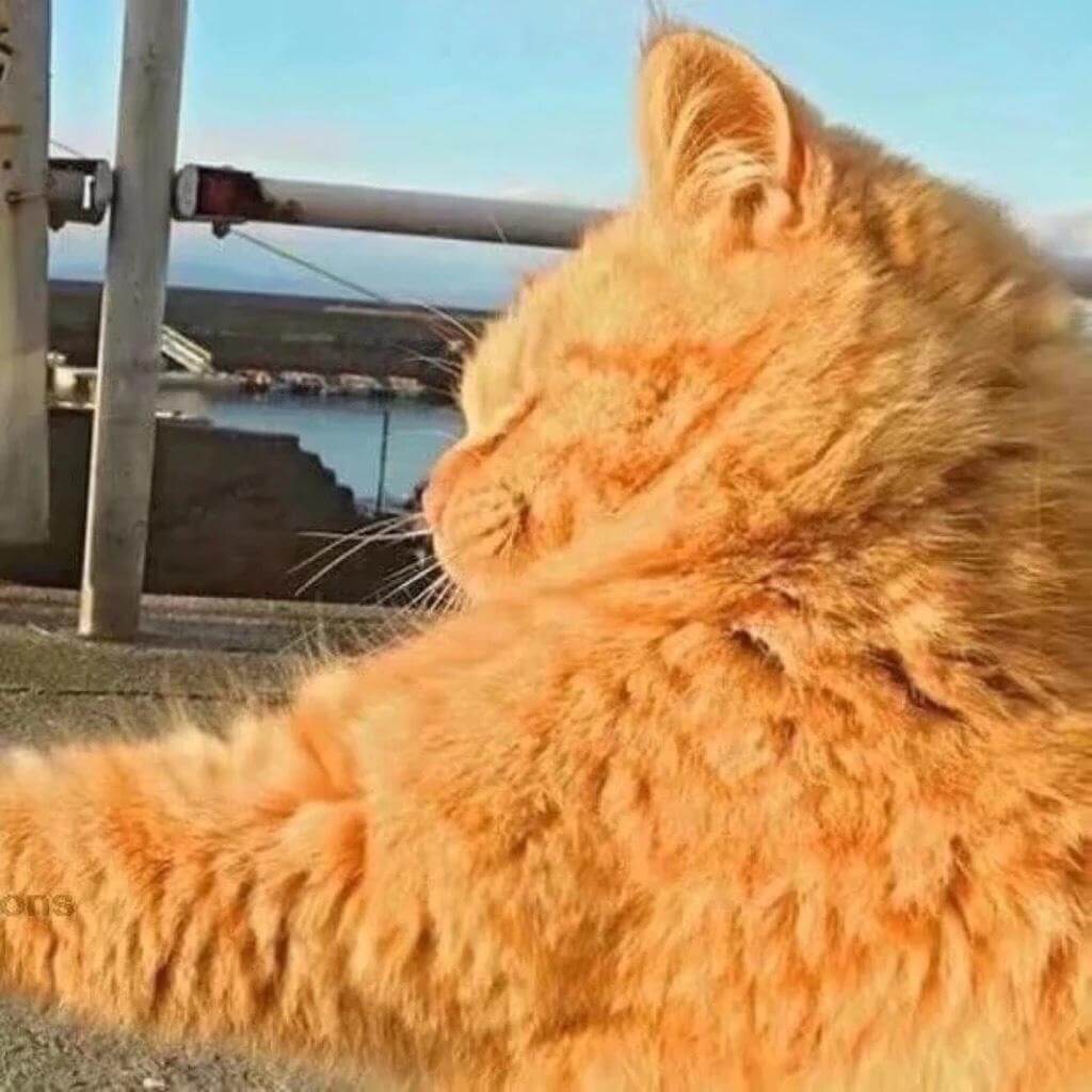 猫咪情头 猫咪情头