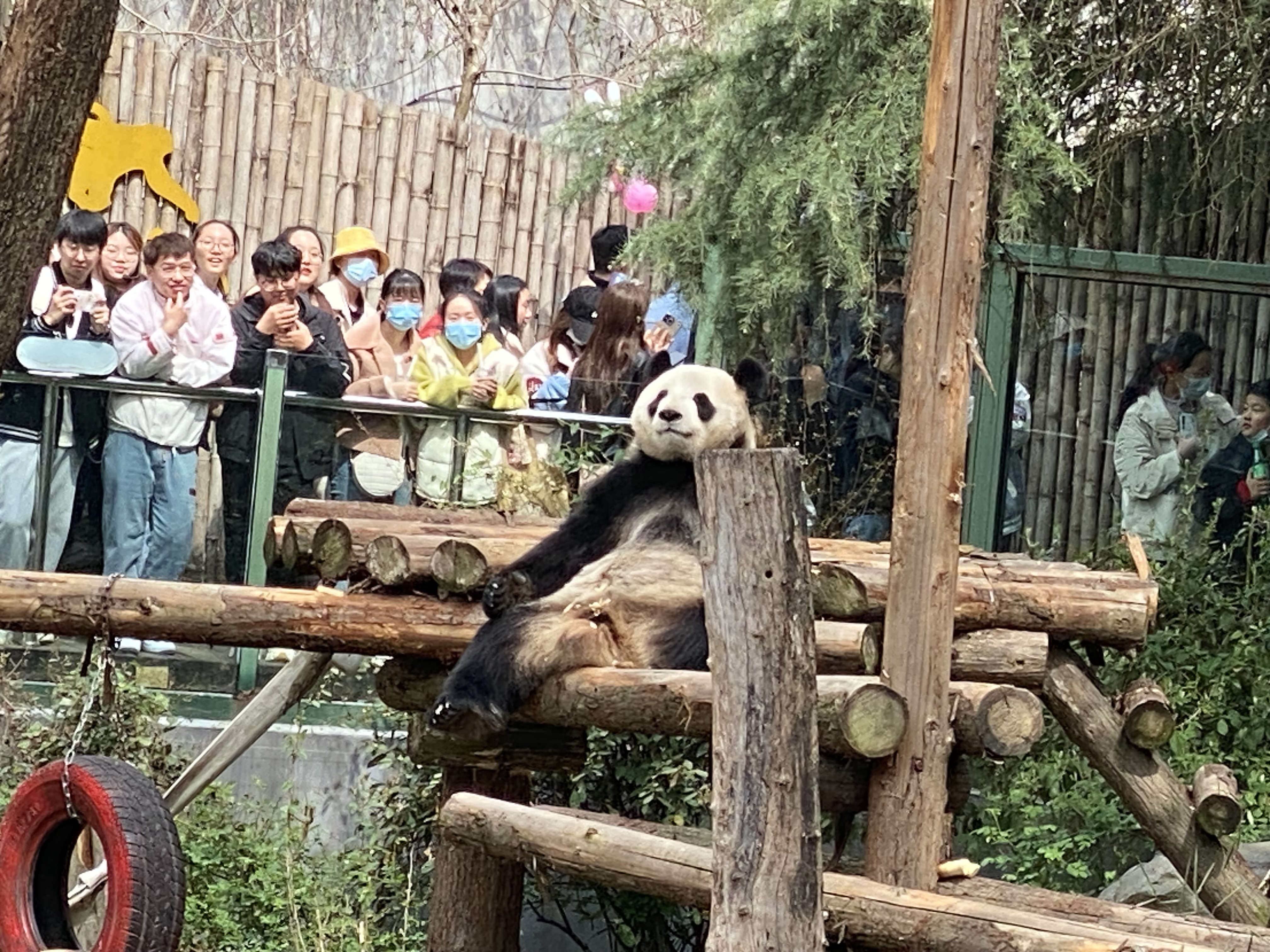 第三只熊猫