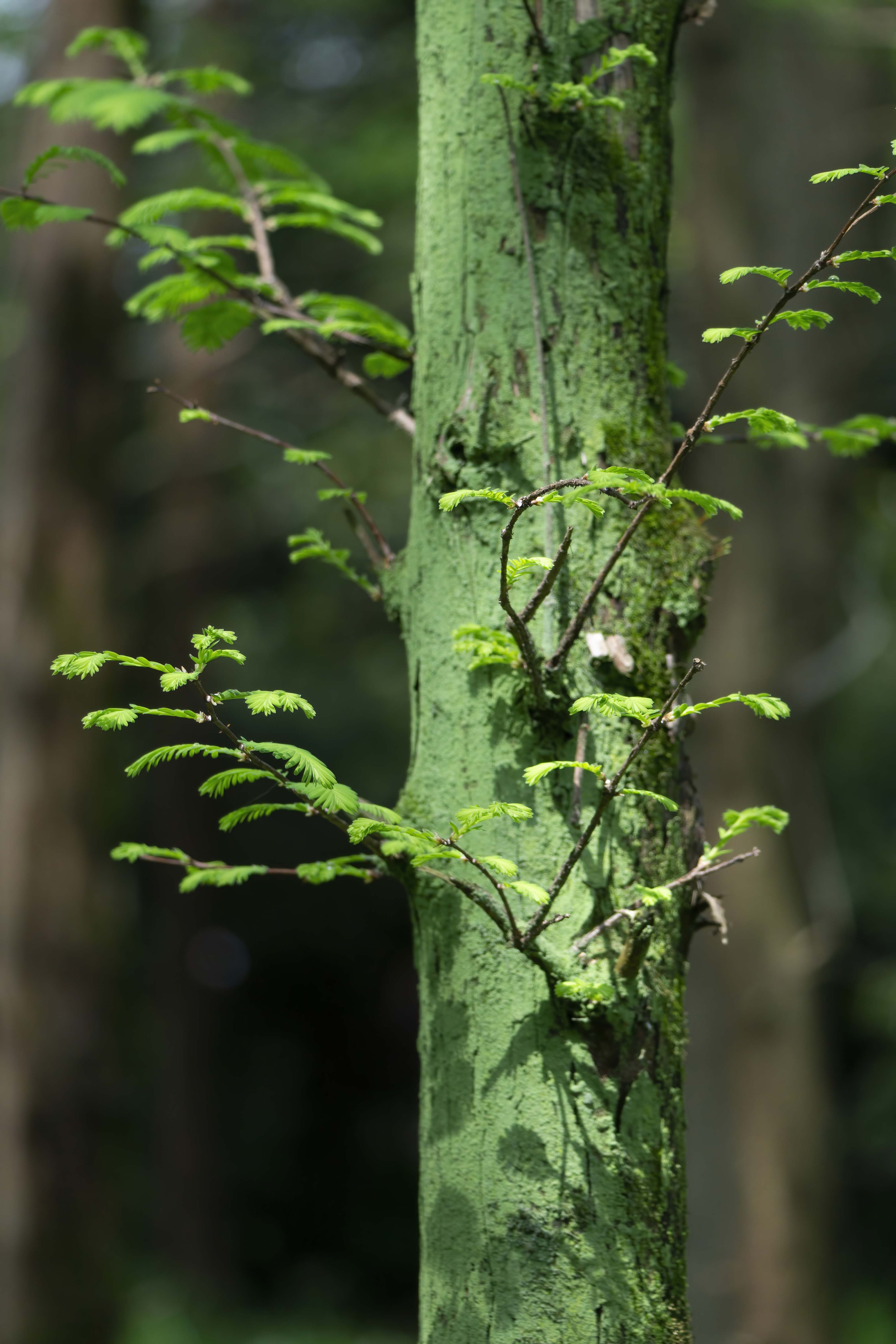 fluffy fungus teach you how to be green 