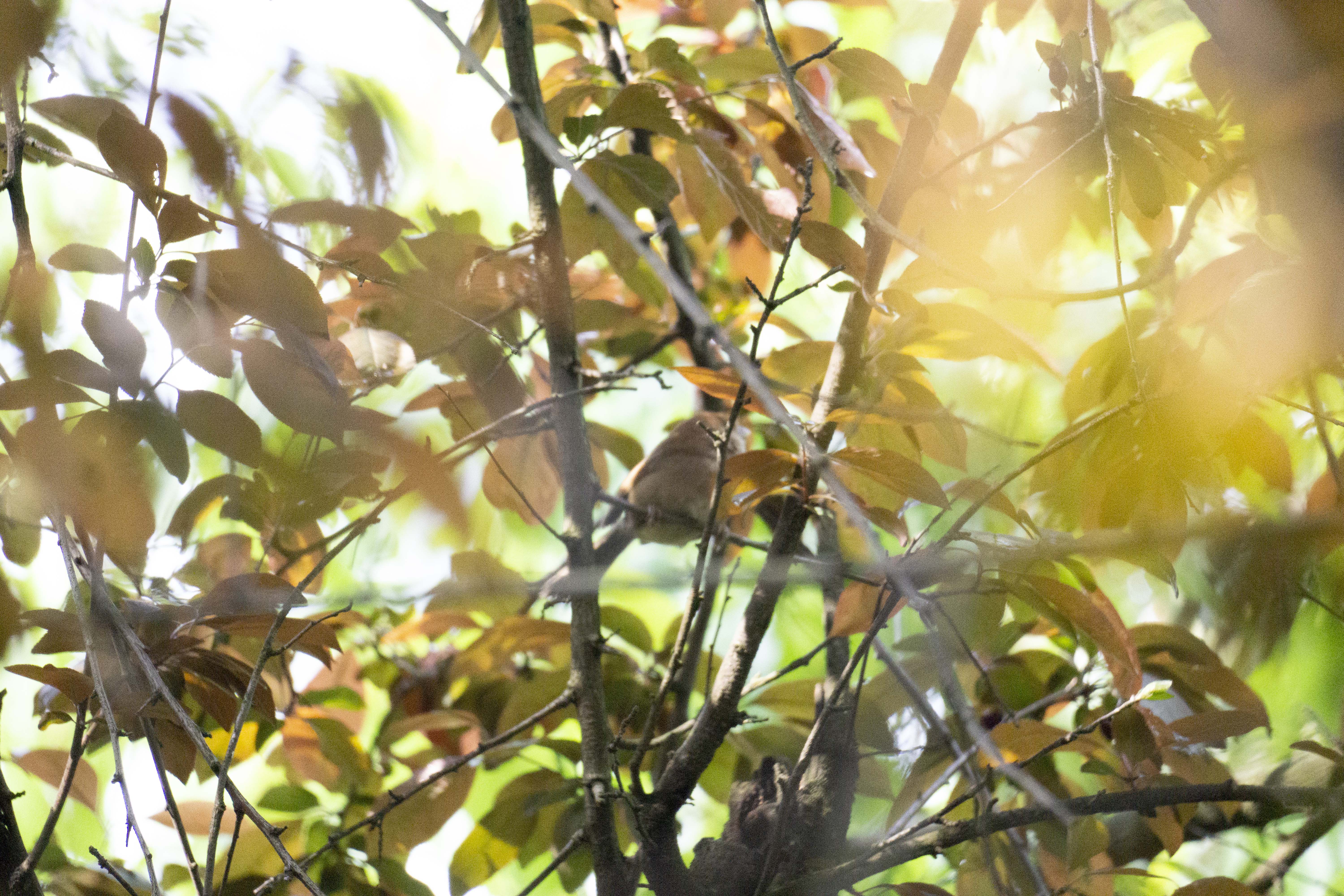 Not sure if you are Red-headed Tit