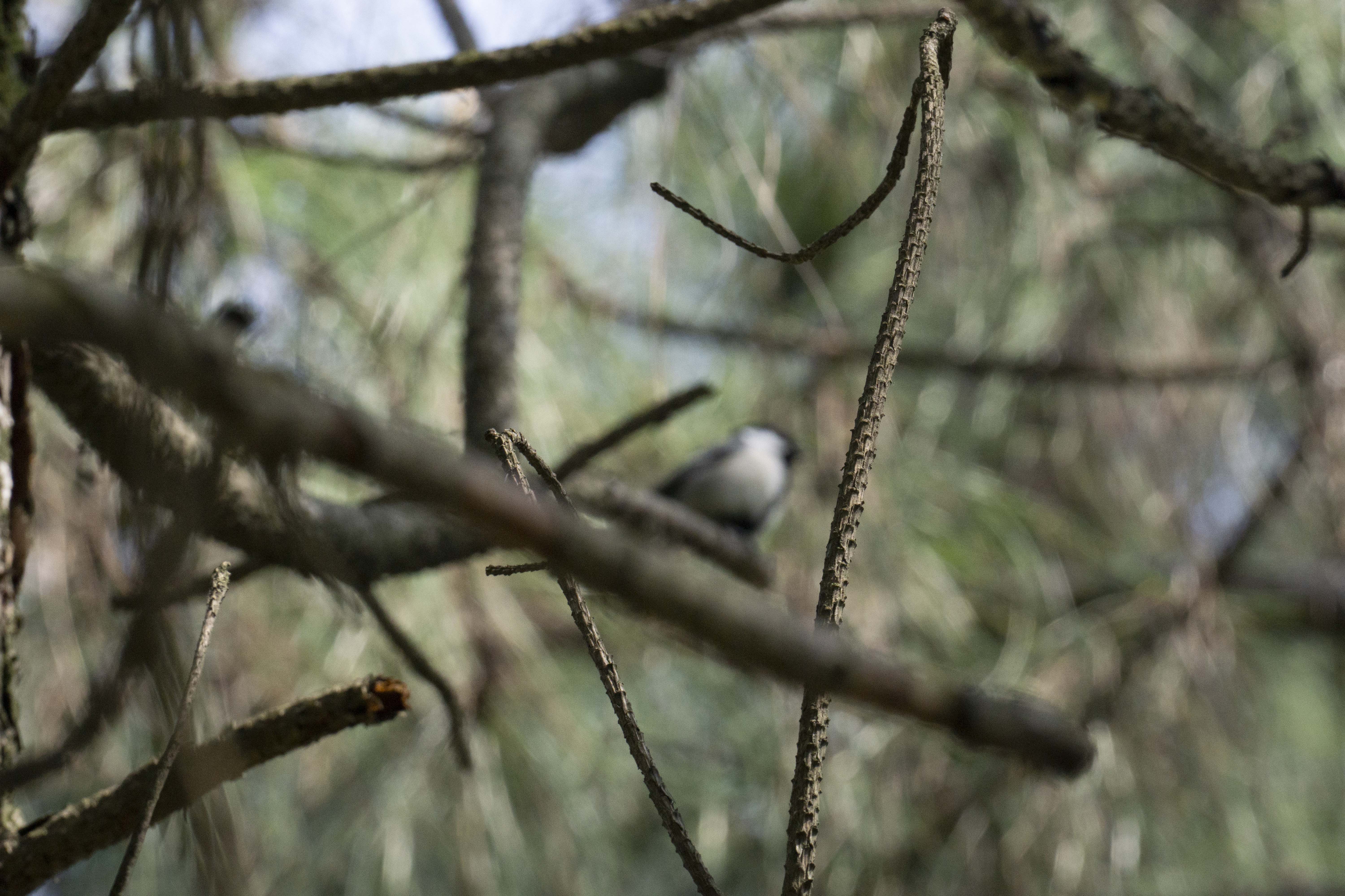 I'm sure you are Long-tailed Tit