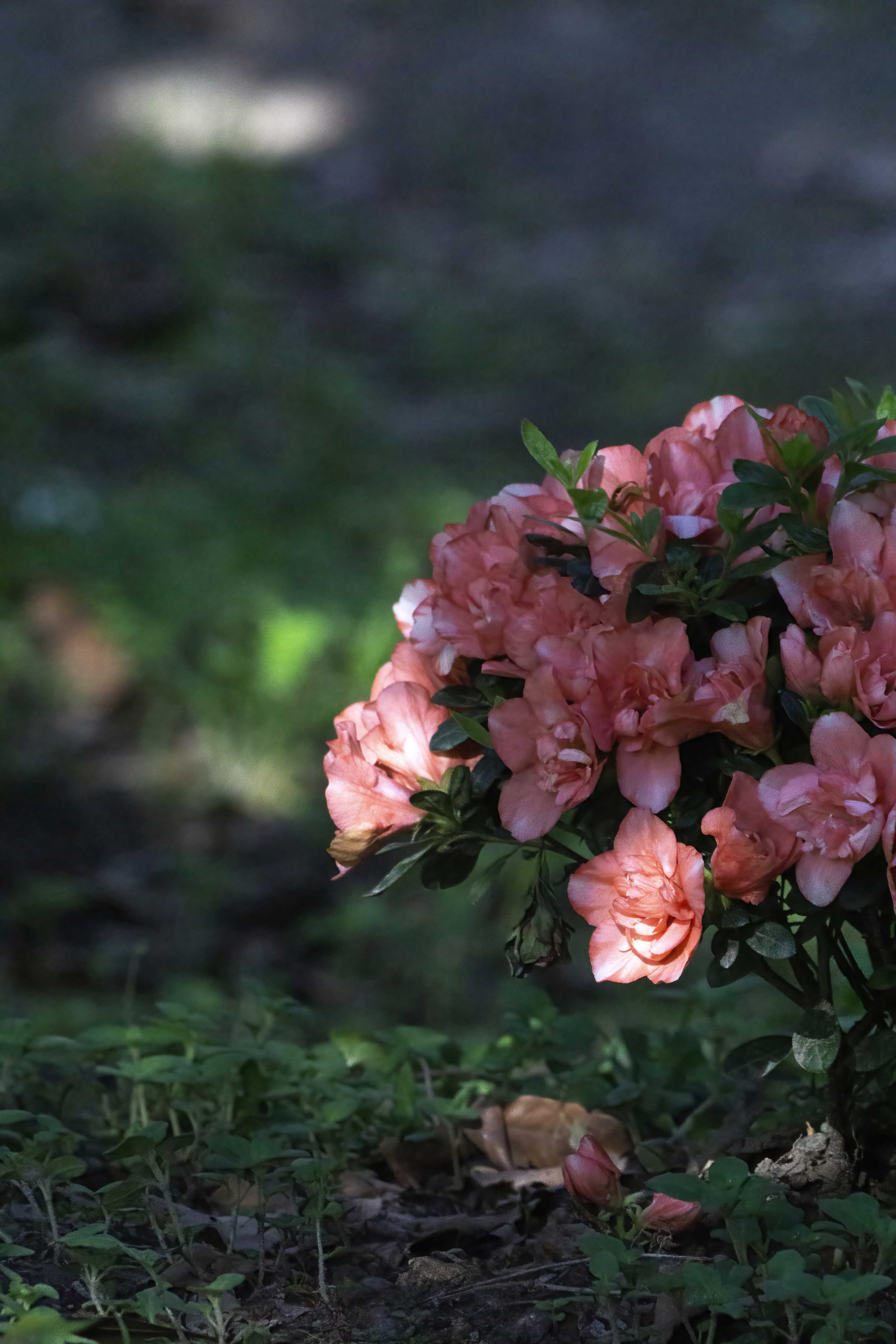 Rhododendron lures me