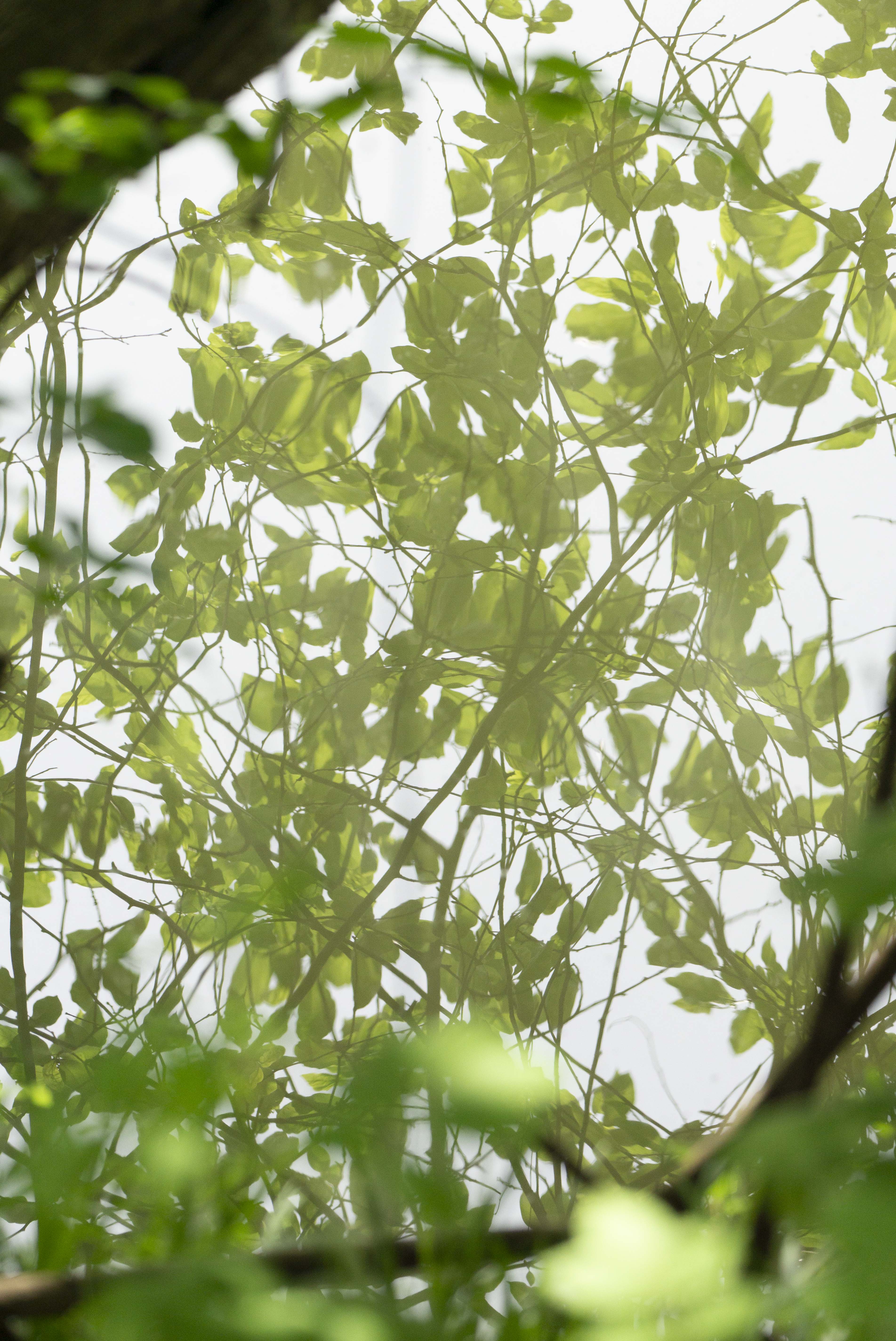 tree branches as my frame