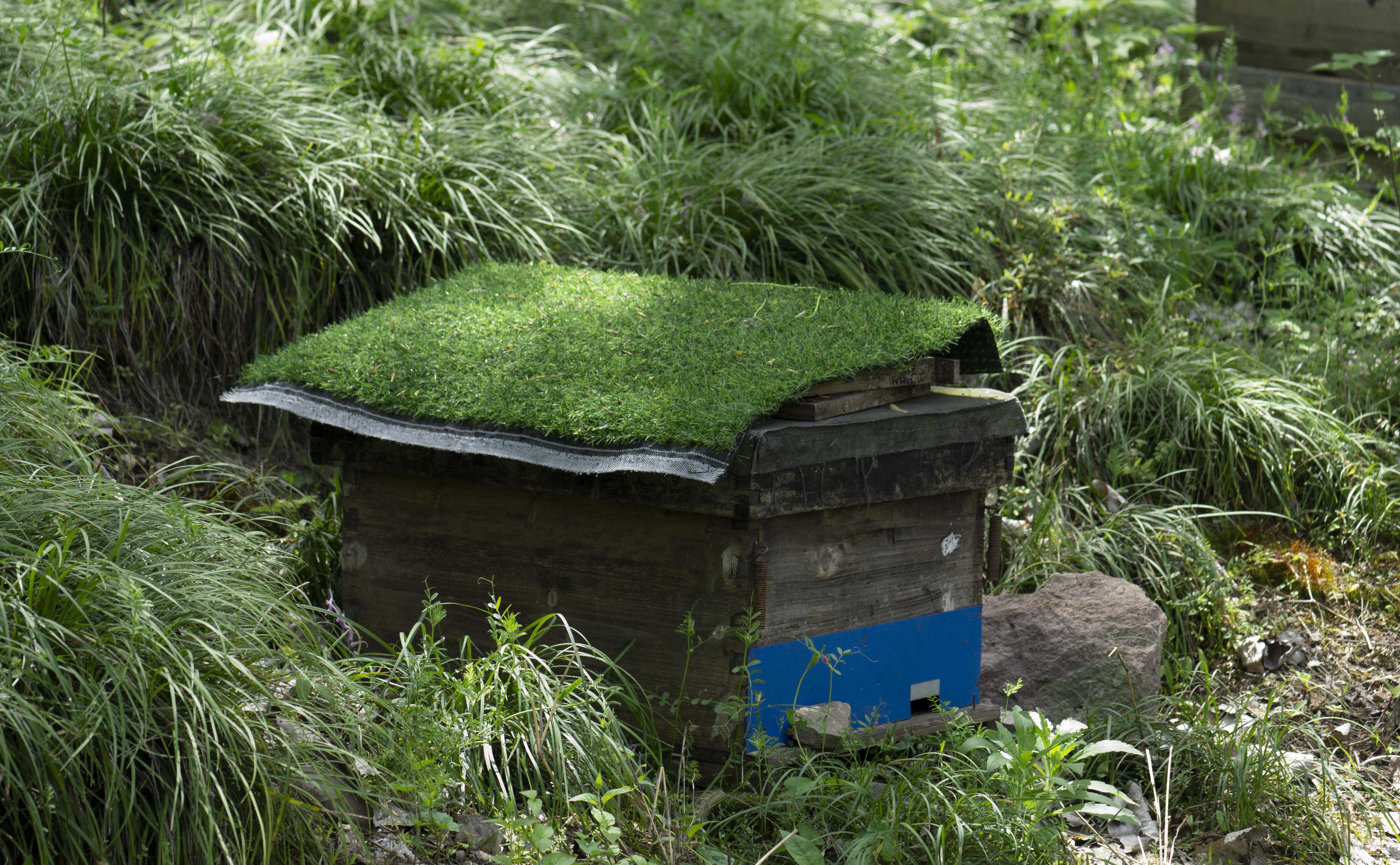 grass house