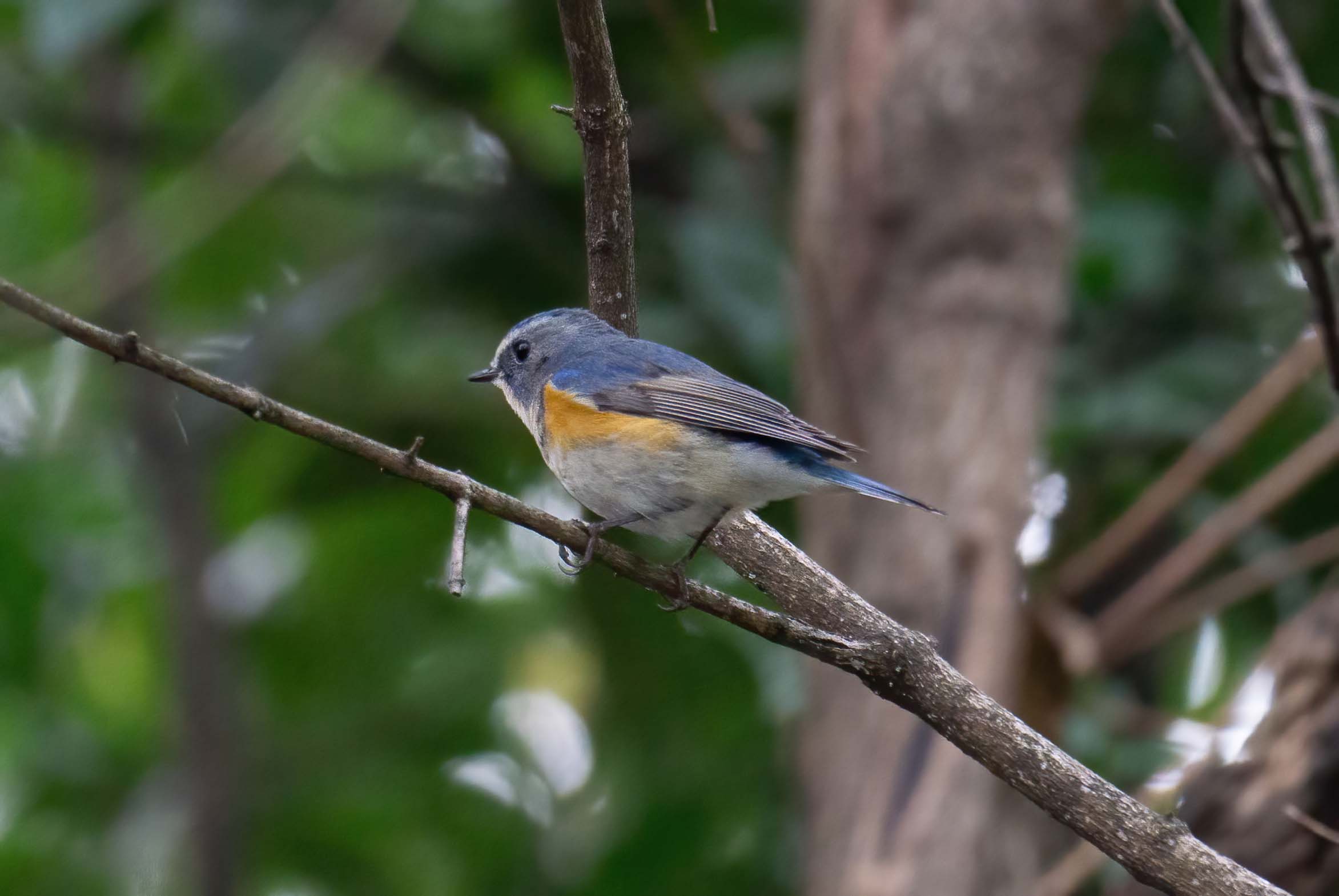 Astonishing blue reveals the truth that it has managed hard life over 2 years, which is rare for a robin tiny 