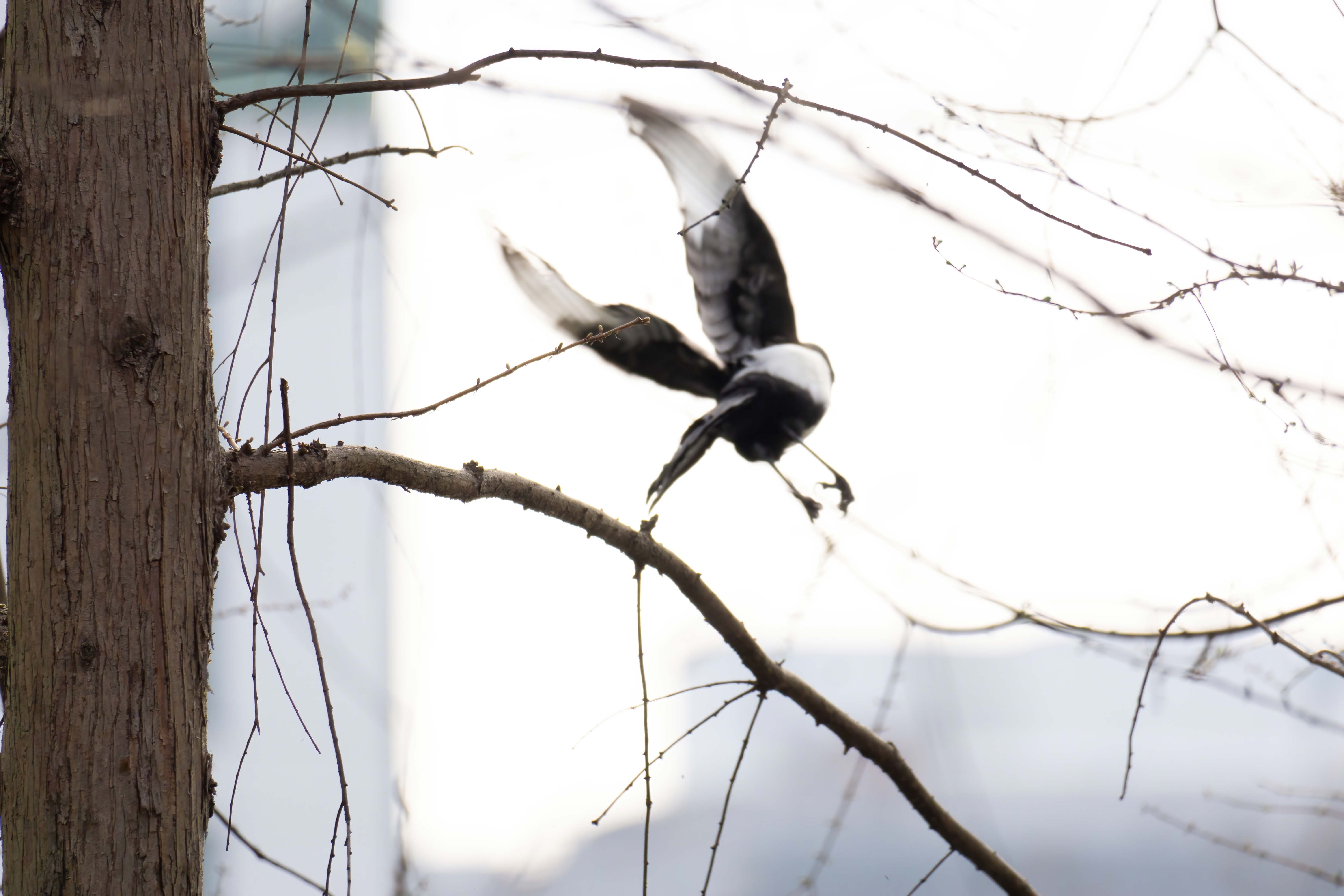 heart-shaped wing