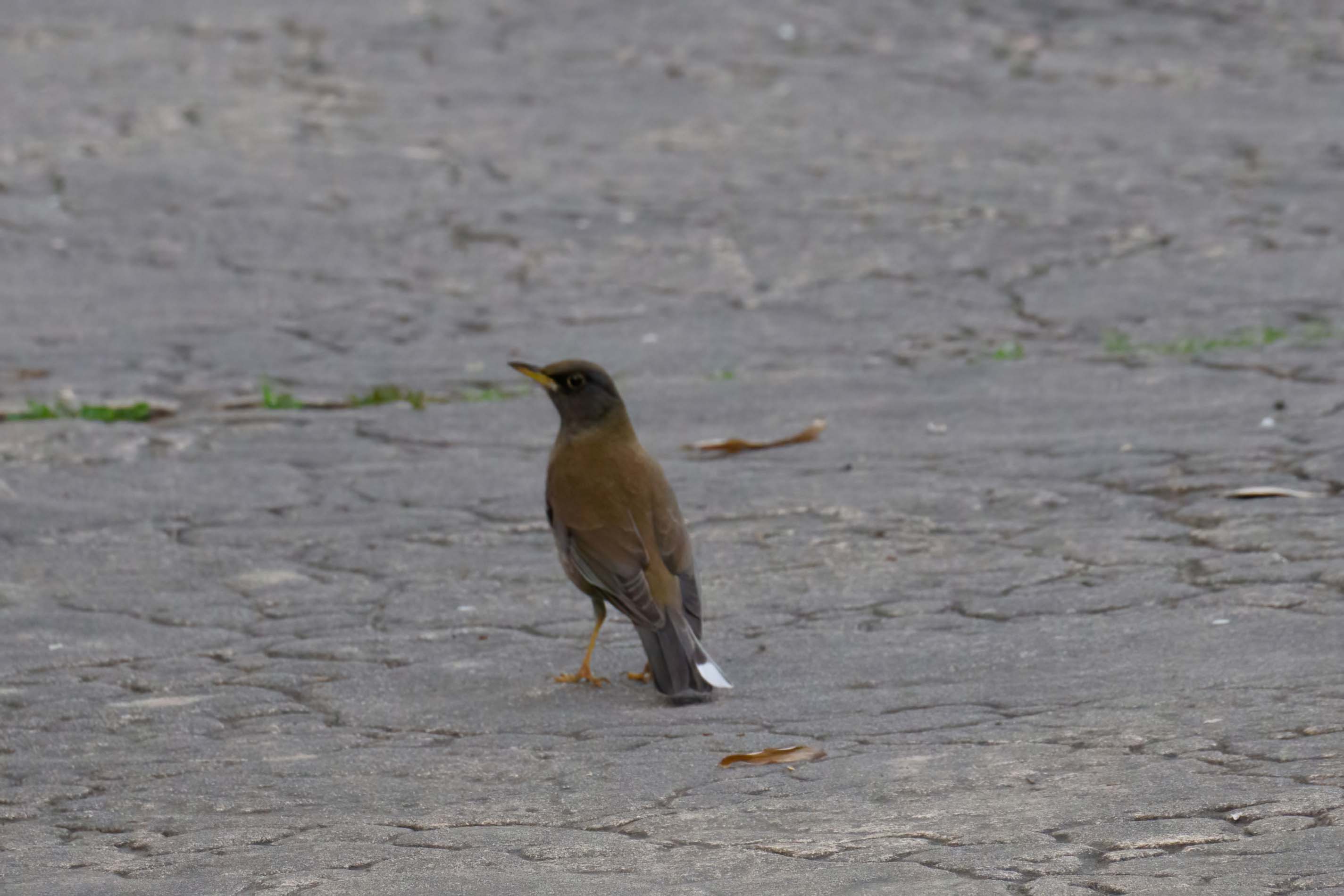 Unlike its familiar cousin, grey-backed thrush is much more timid. 