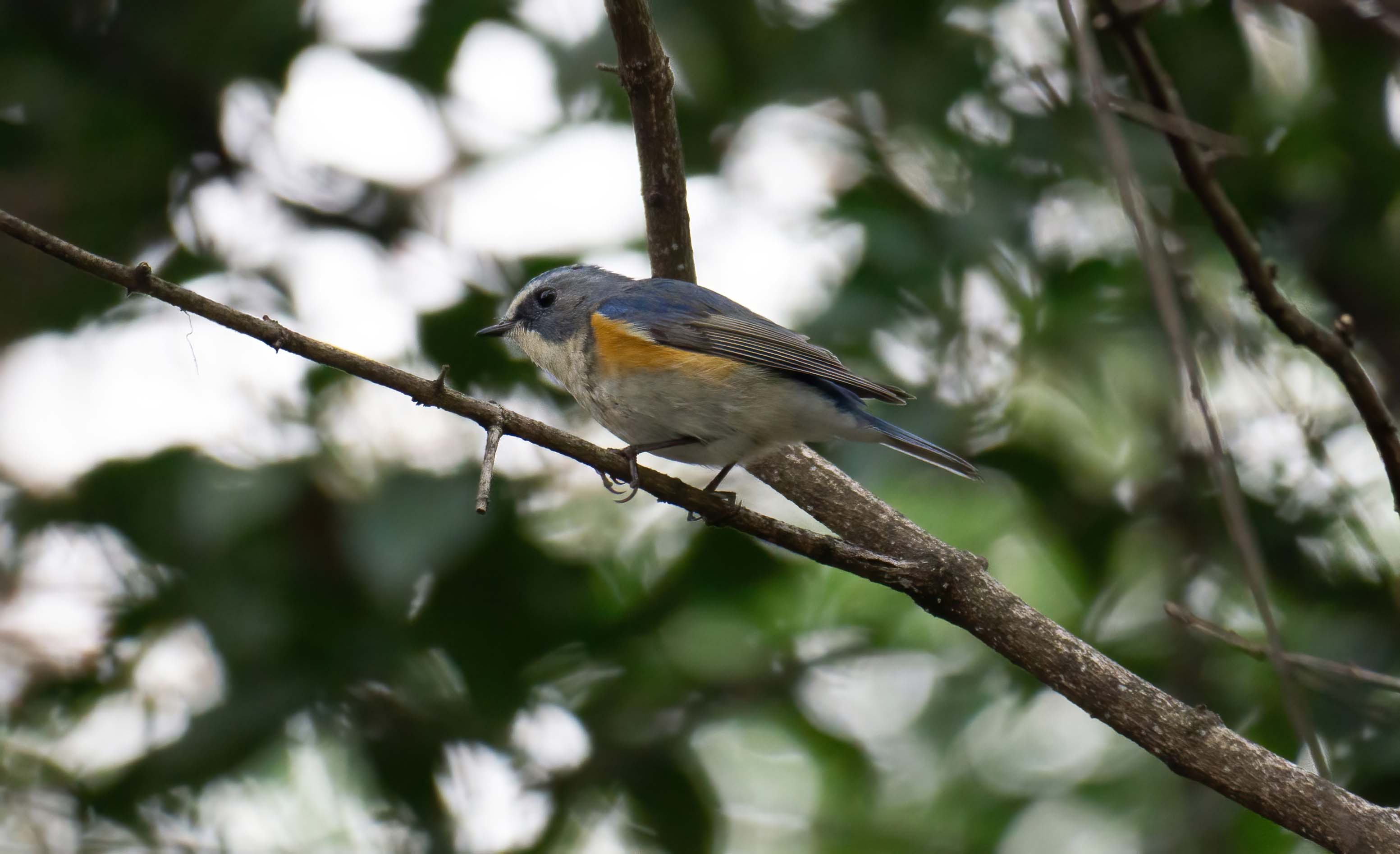 April is the golden month to adore a tiny robin or two