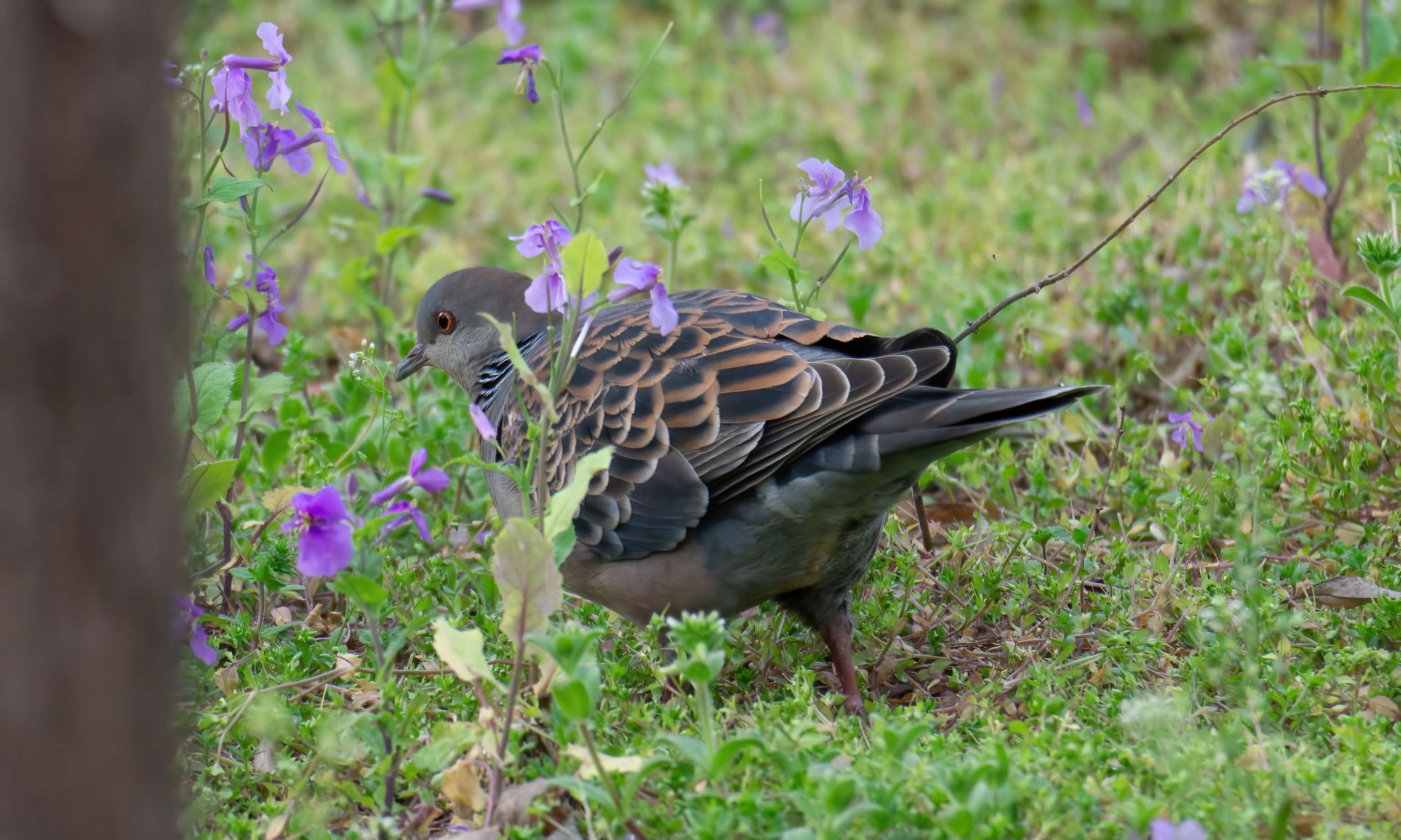 almost like stumbling in the flower field