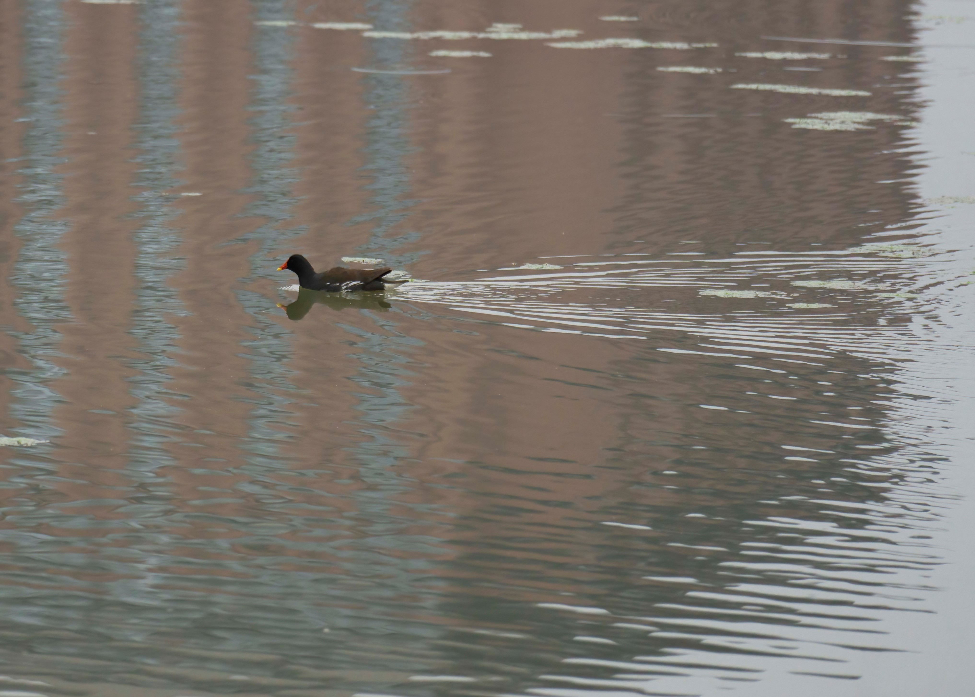 paddle wing