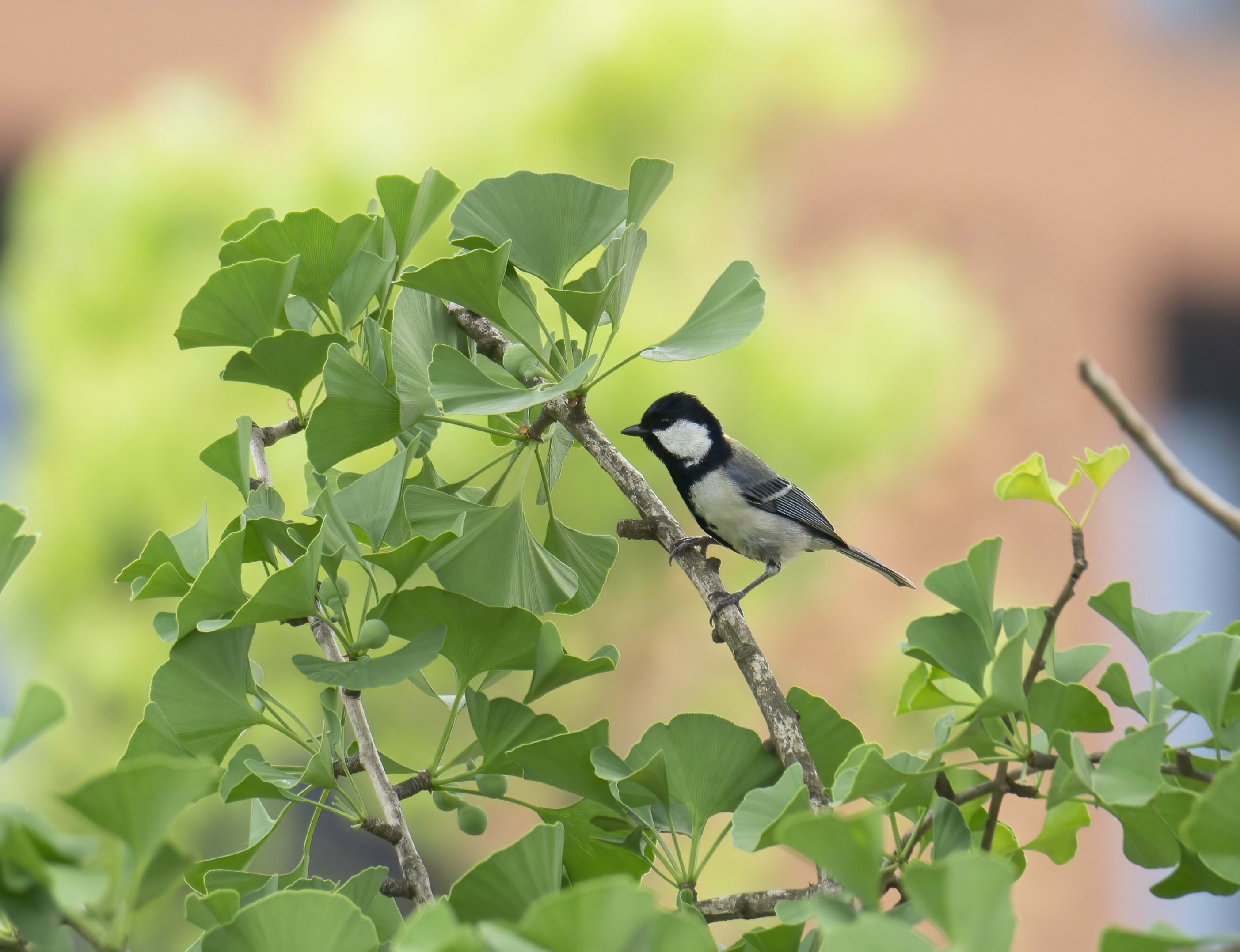 same color scheme as white wagtail