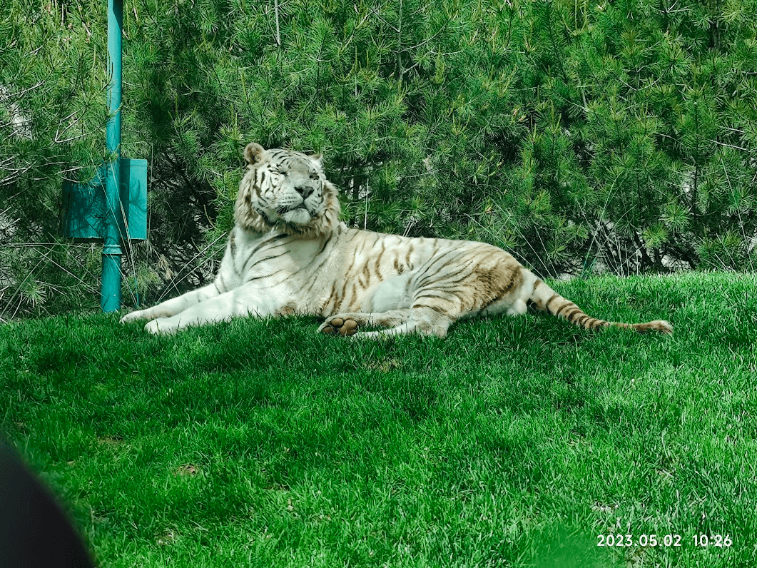 白虎。由于其毛色在野外太扎眼，据说已经没有野生白虎了。
