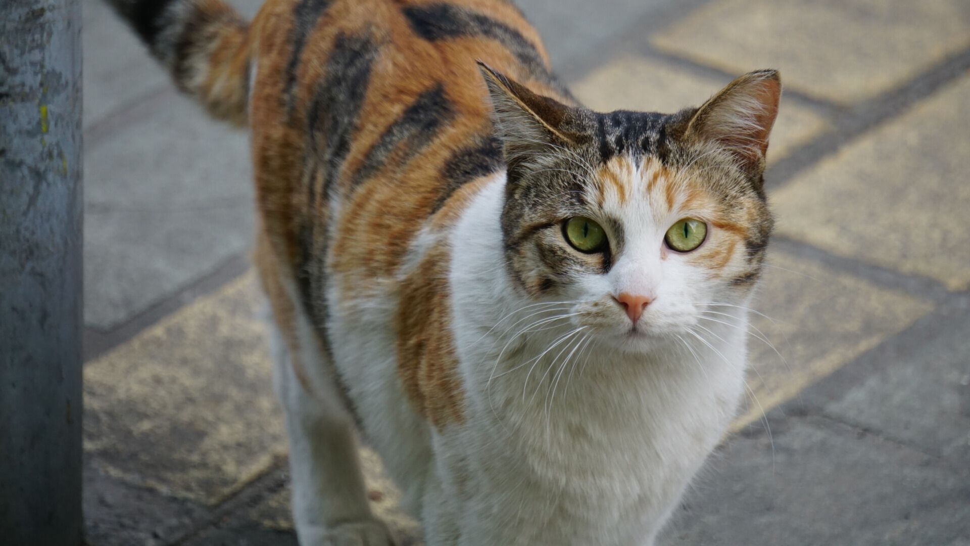 路边的猫猫