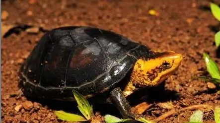 白唇泥龟