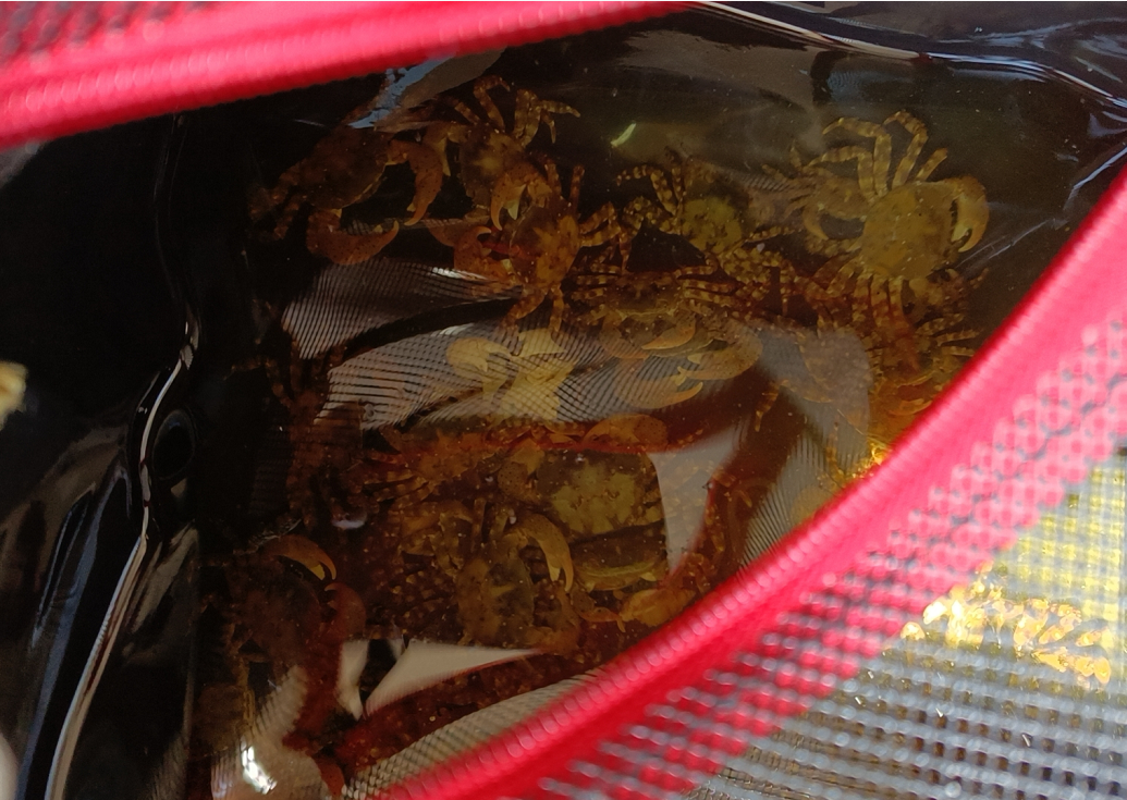 教你如何在烟威青海边捉螃蟹