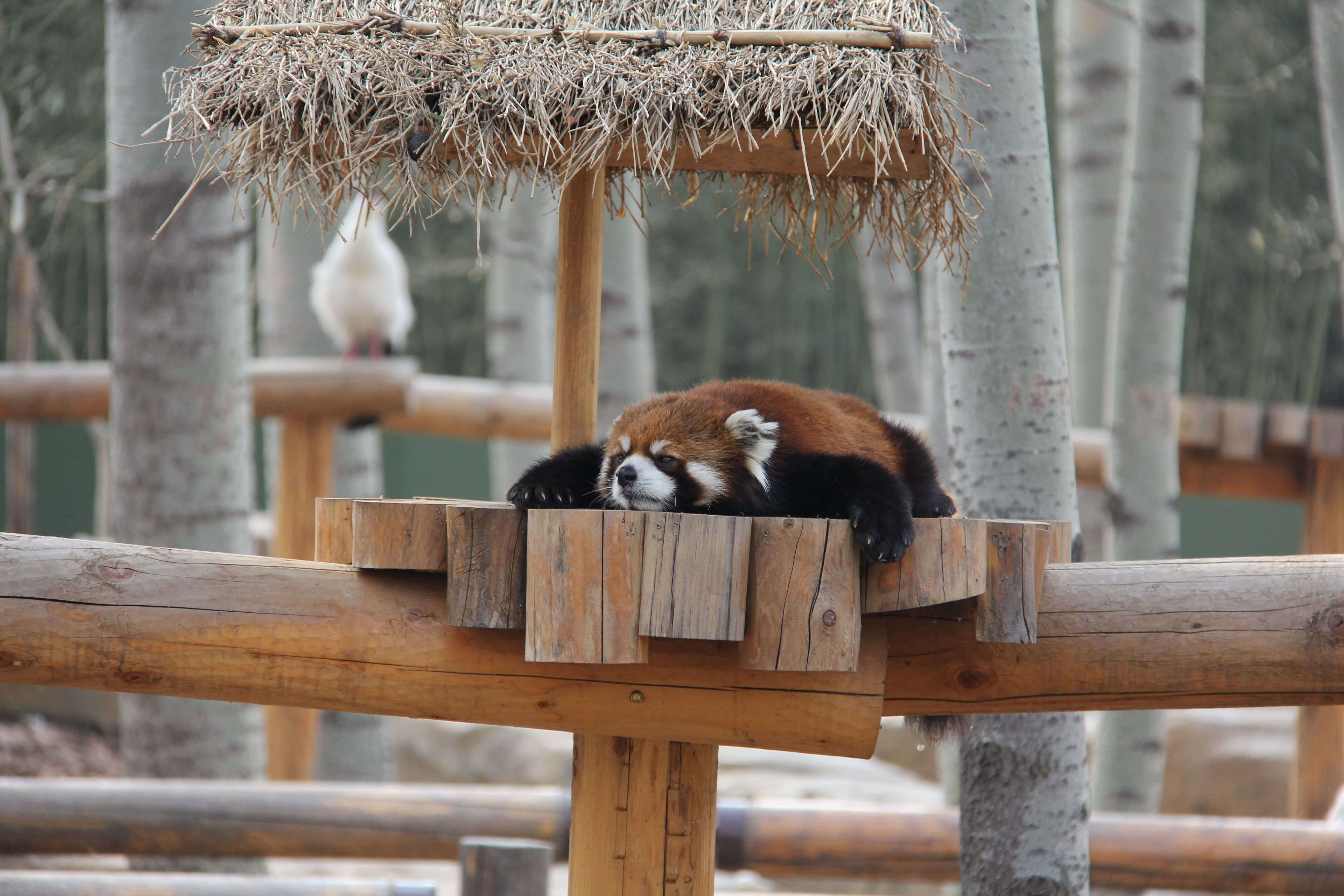 休憩的小熊猫