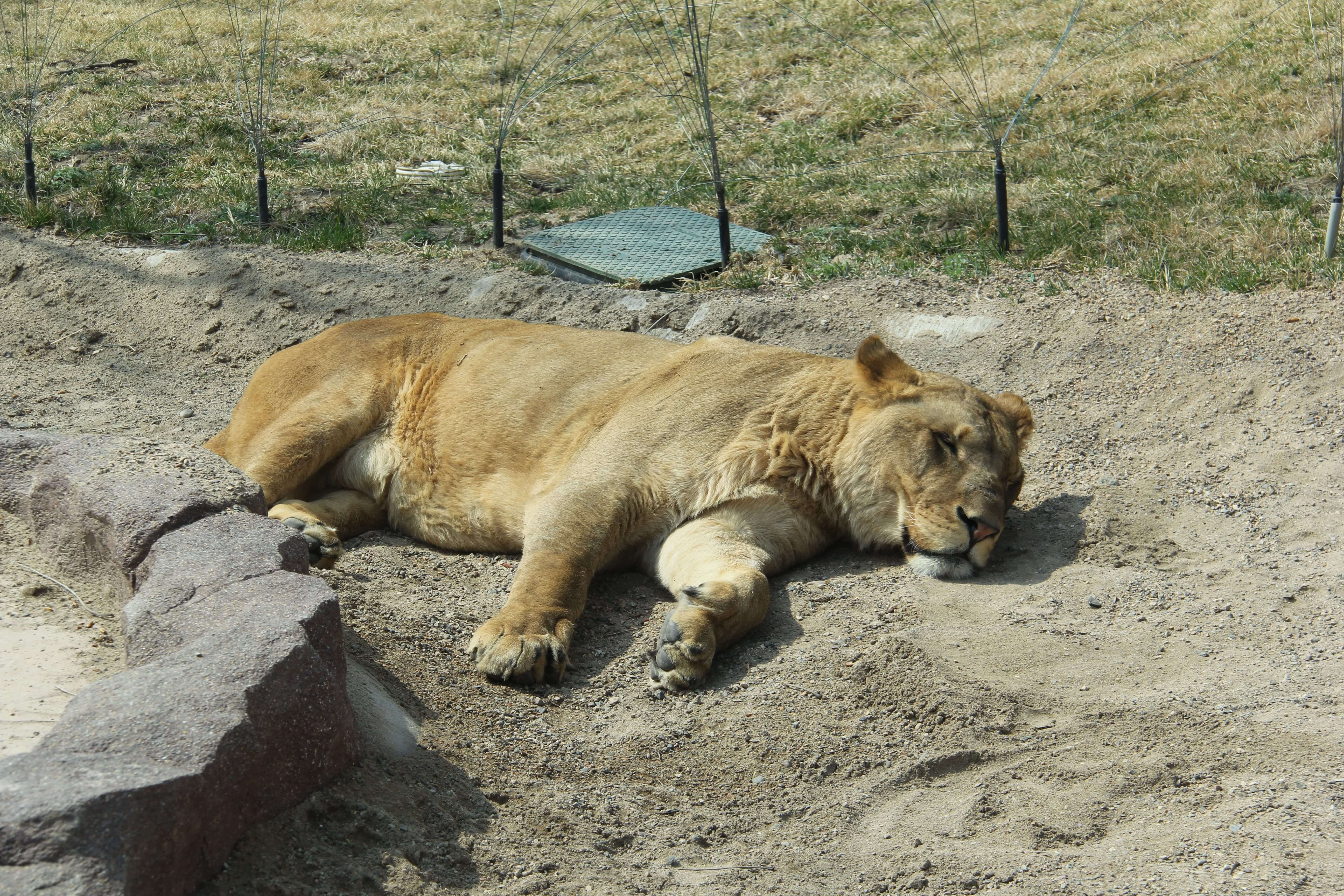 睡午觉的母狮