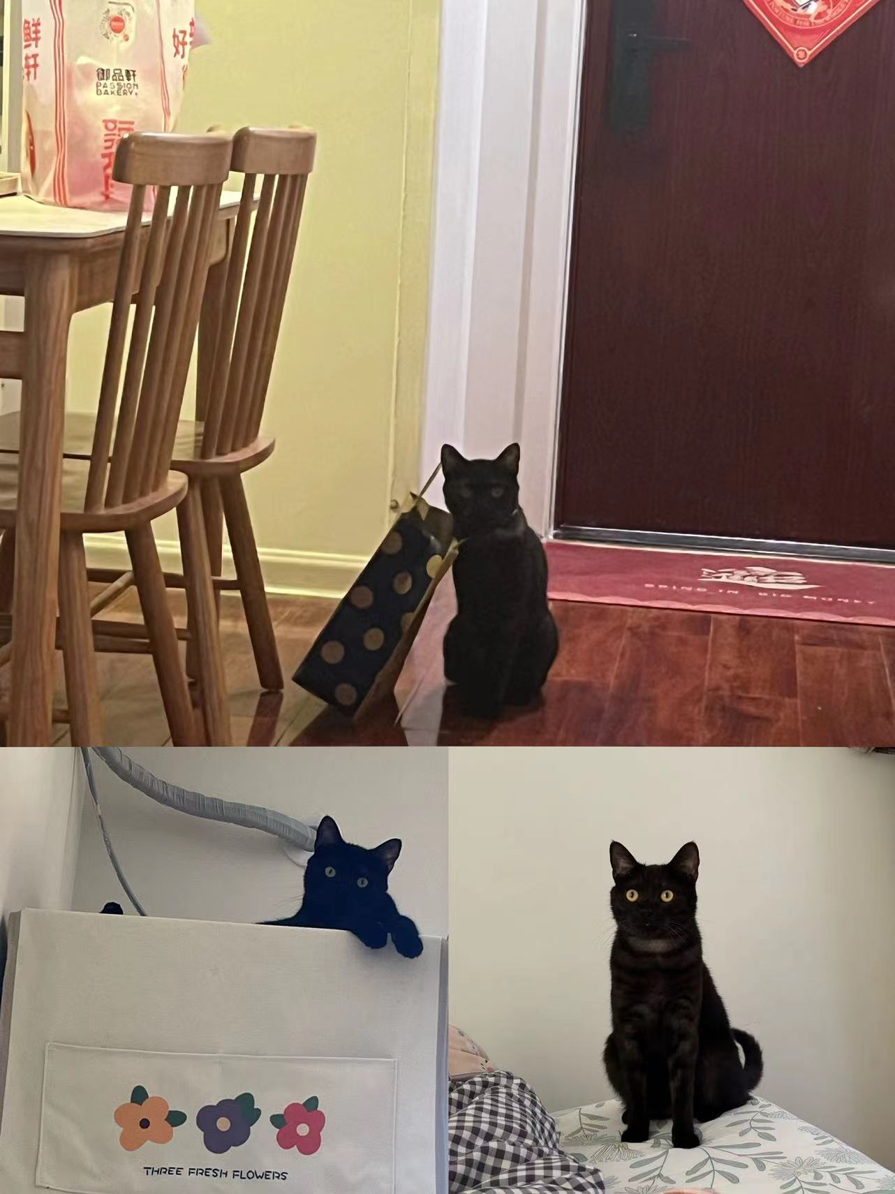 清澈愚蠢(和右下角的黑猫一模一样了)