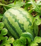 image-20231207184933954