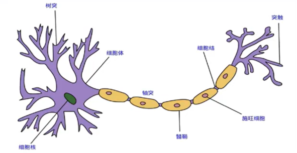 生物神经元