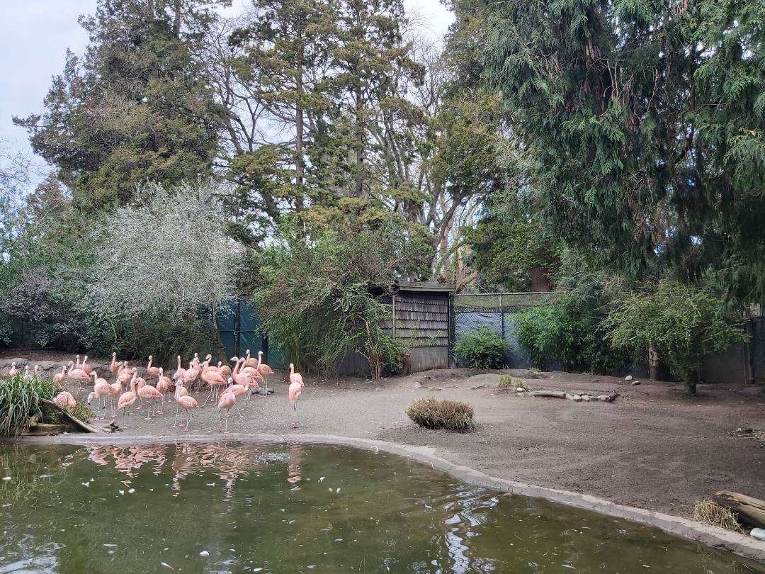 20240305-zoo-flamingo.jpeg