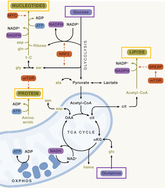三大物质代谢.png|400