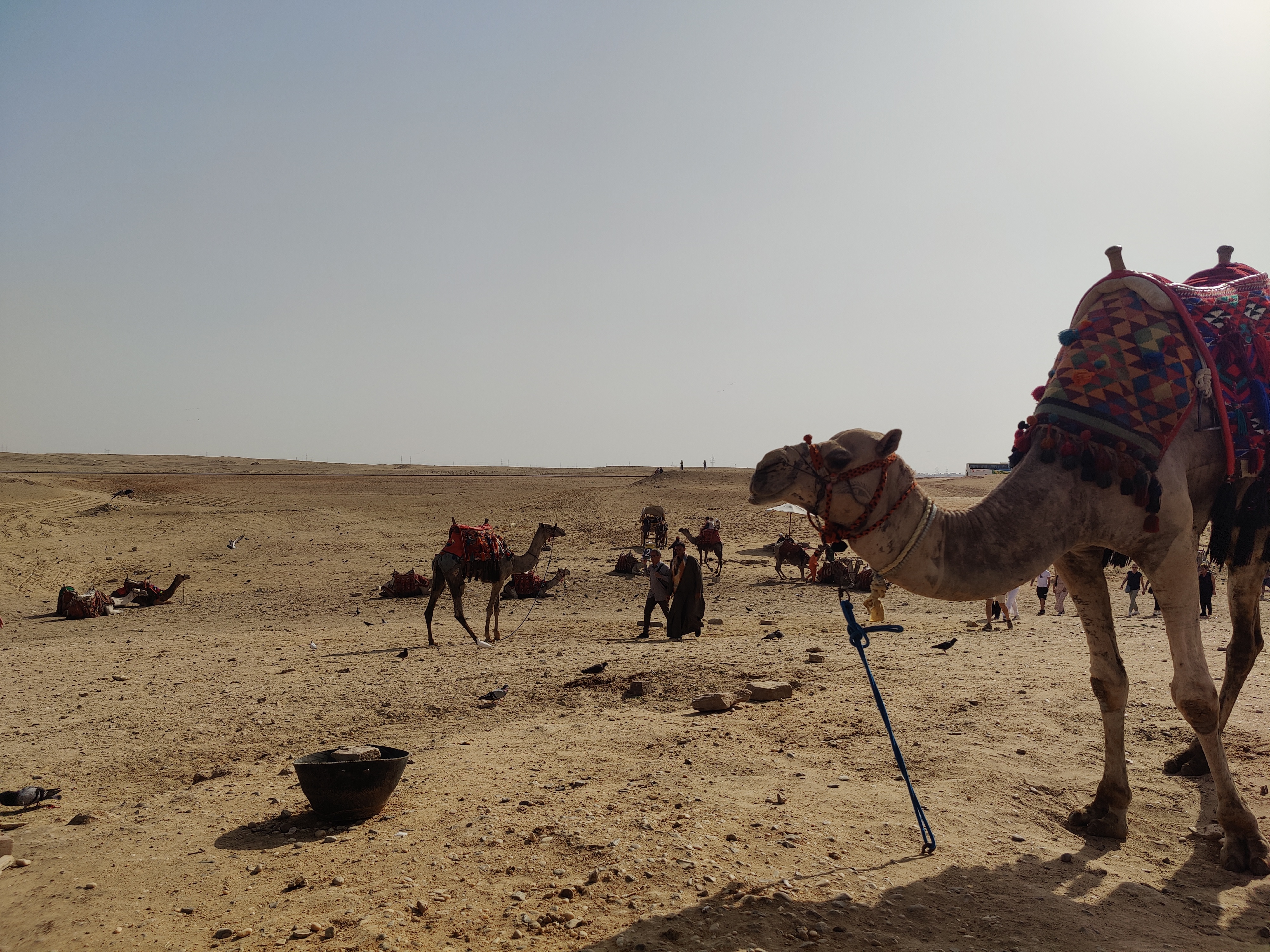 在开罗，拍摄于等待队友骑骆驼归来之时