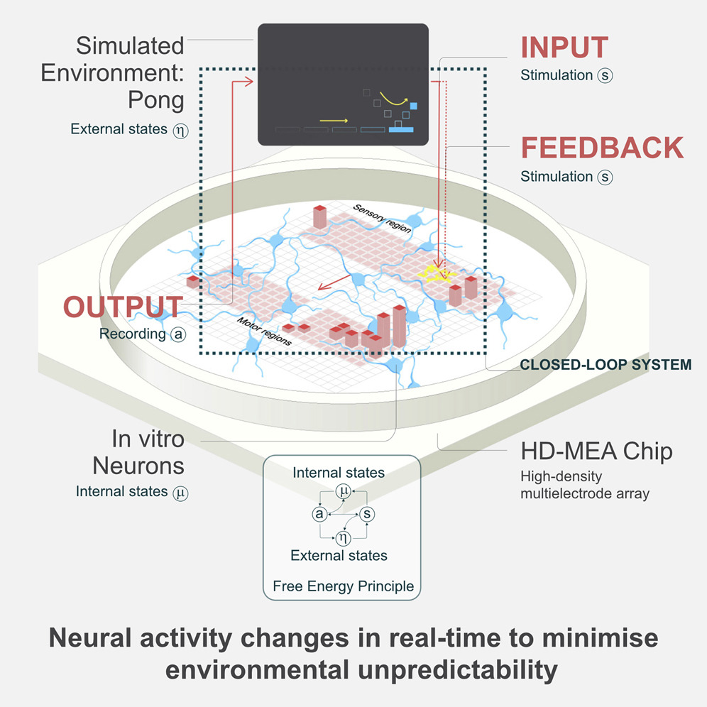 Graphical abstract