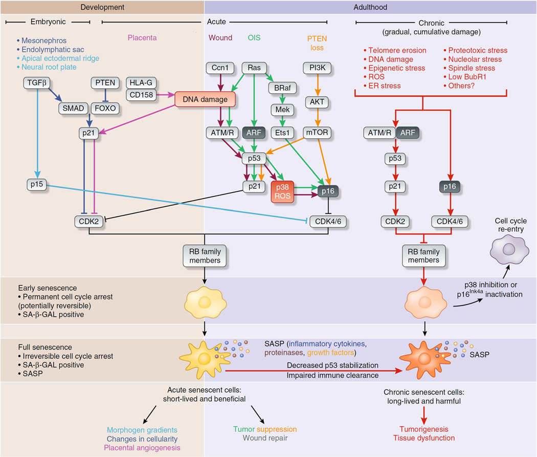 成长过程中衰老的表达.png|600